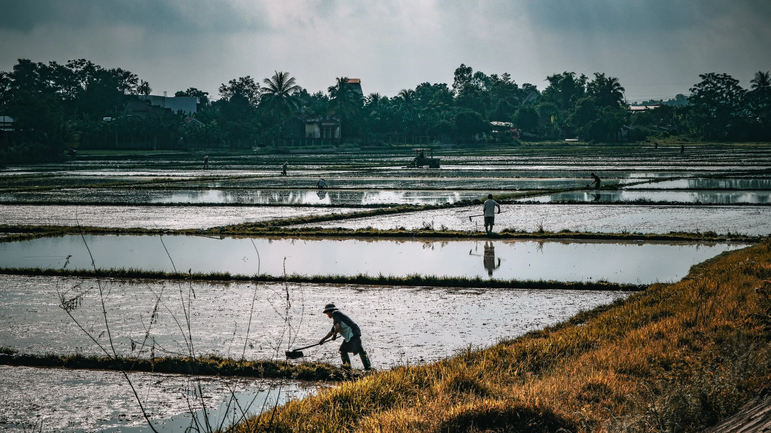 People working in flooded rice fields with trees and houses in the background during sunset.