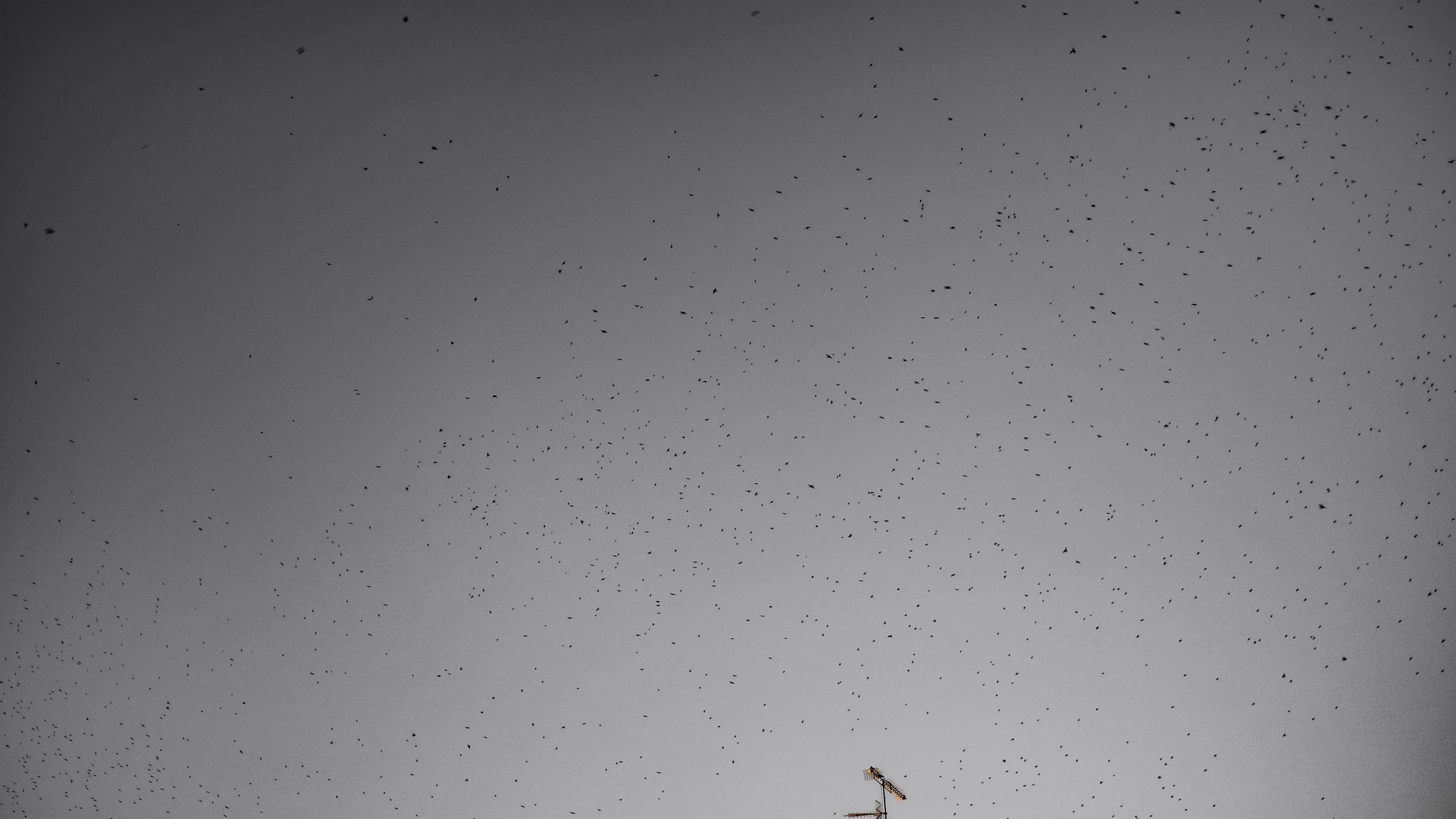 A flock of birds flying in the sky, with a small weather vane at the bottom right corner of the image.
