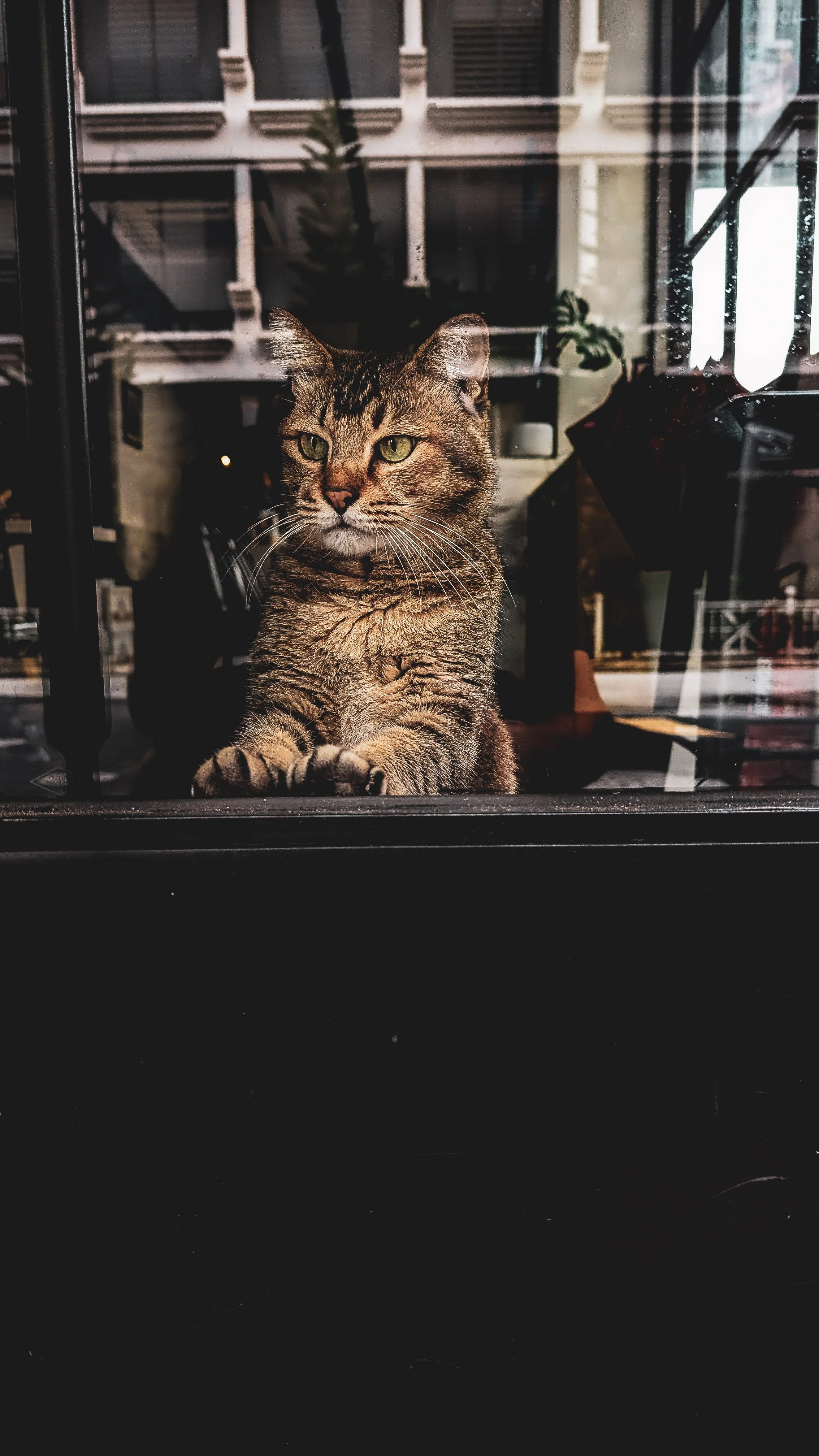 A tabby cat looking through a glass window with reflections of buildings and plants in the background.
