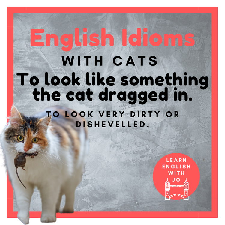 English idioms with cats — Learn English With Jo