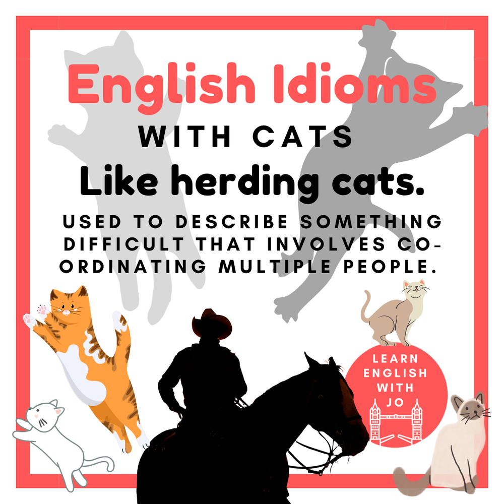 English idioms with cats — Learn English With Jo