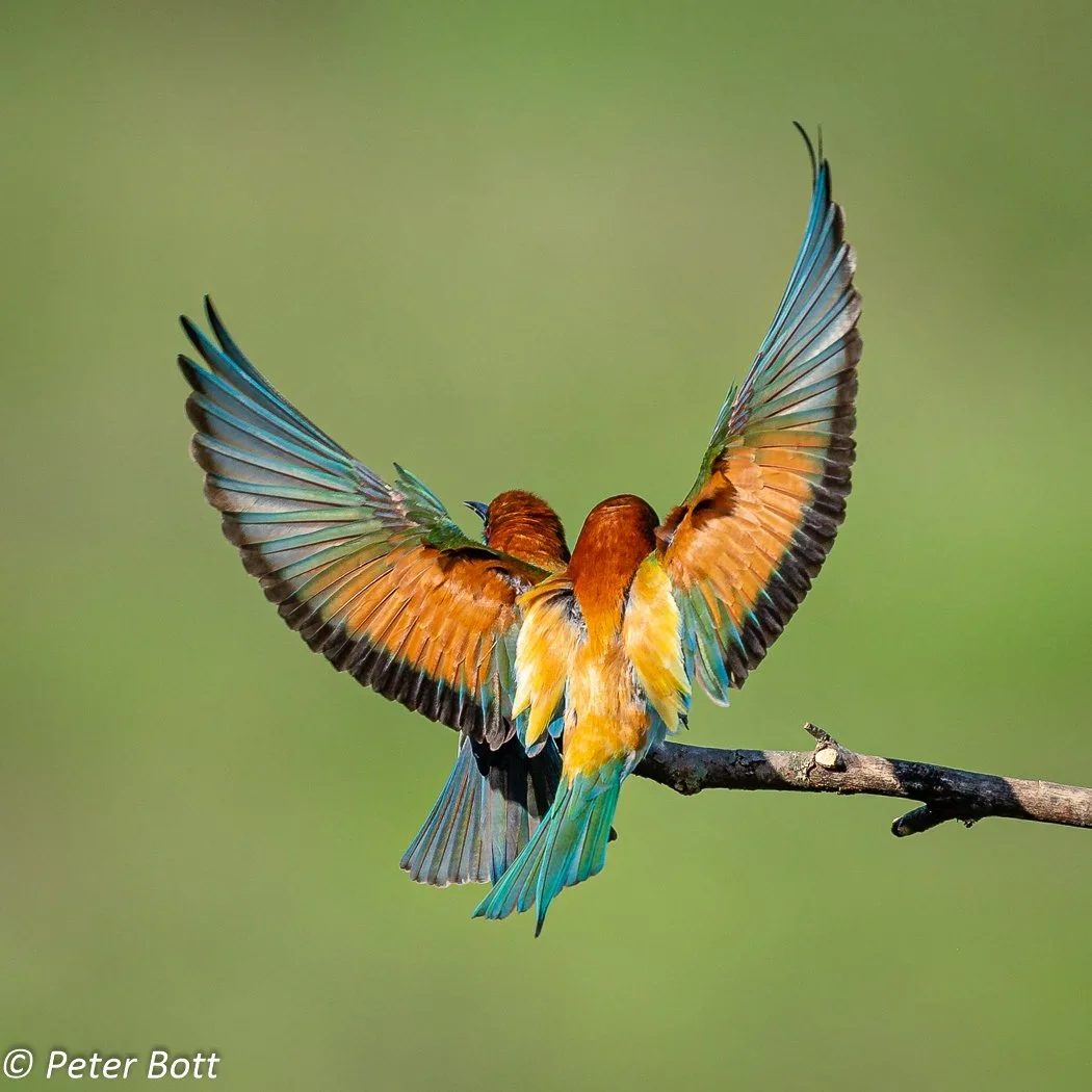 speaker “Peter Bott on Wildlife”