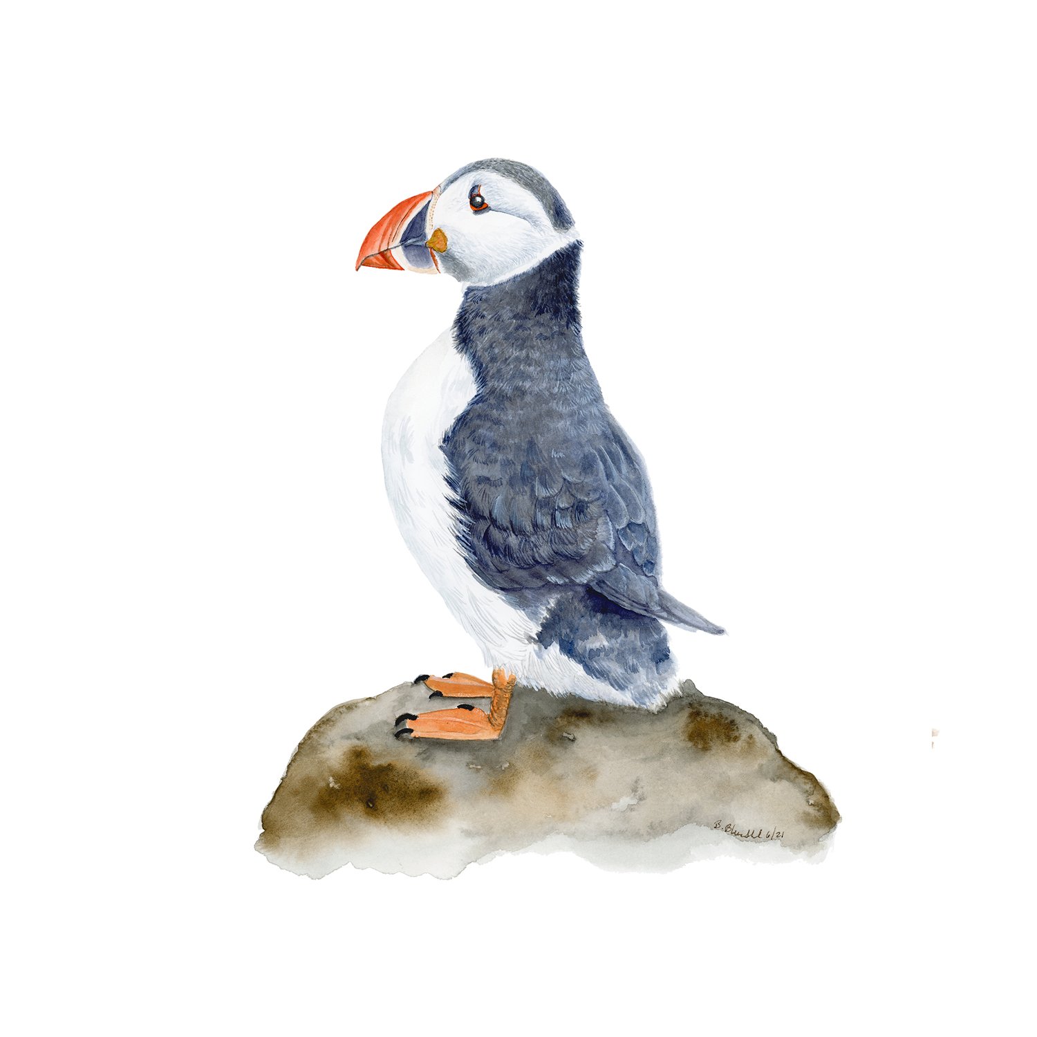 Puffin1500NL.jpg