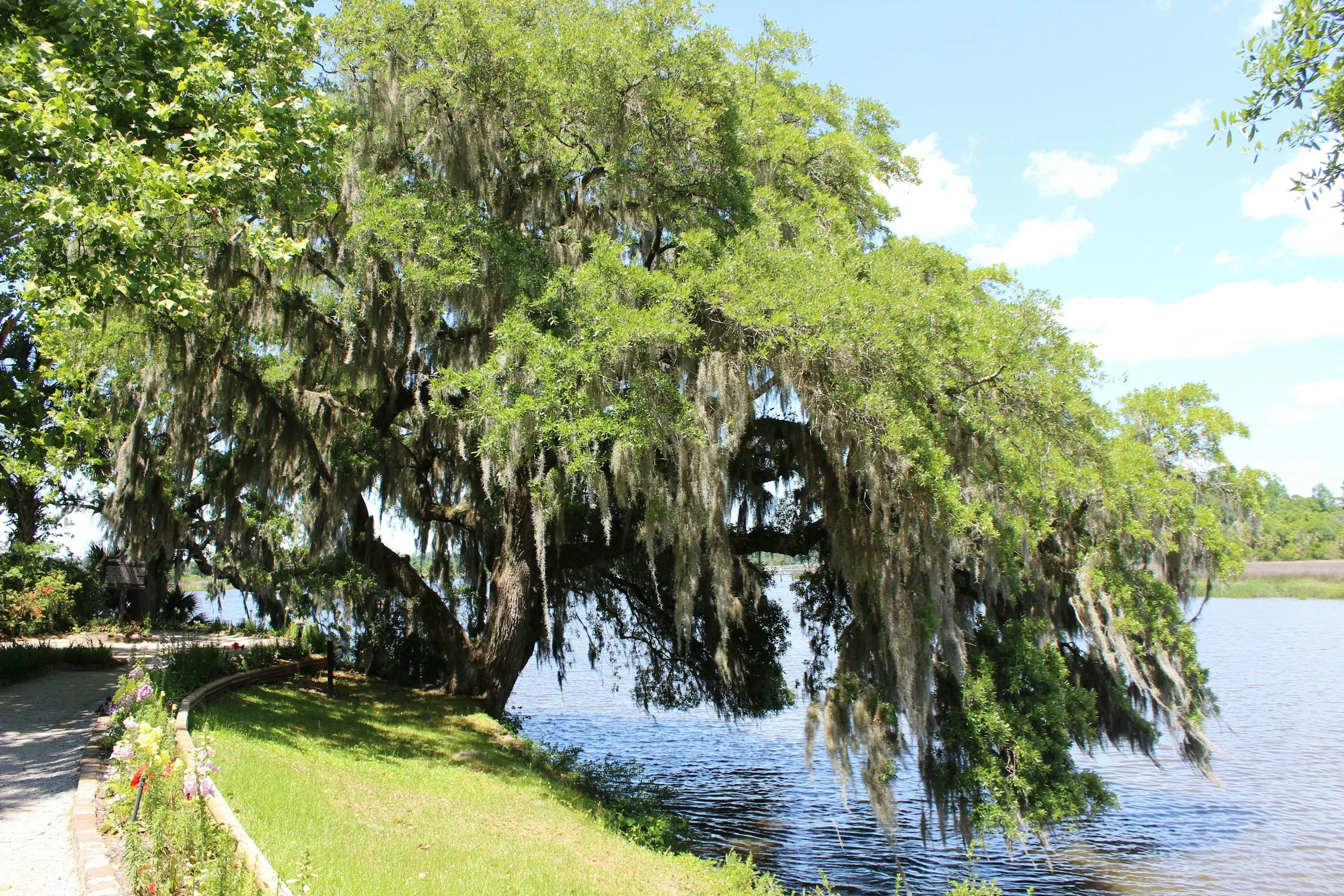 Charleston Tree Protection Ordinances: What Homeowners Need to Know Before Touching a Single Branch