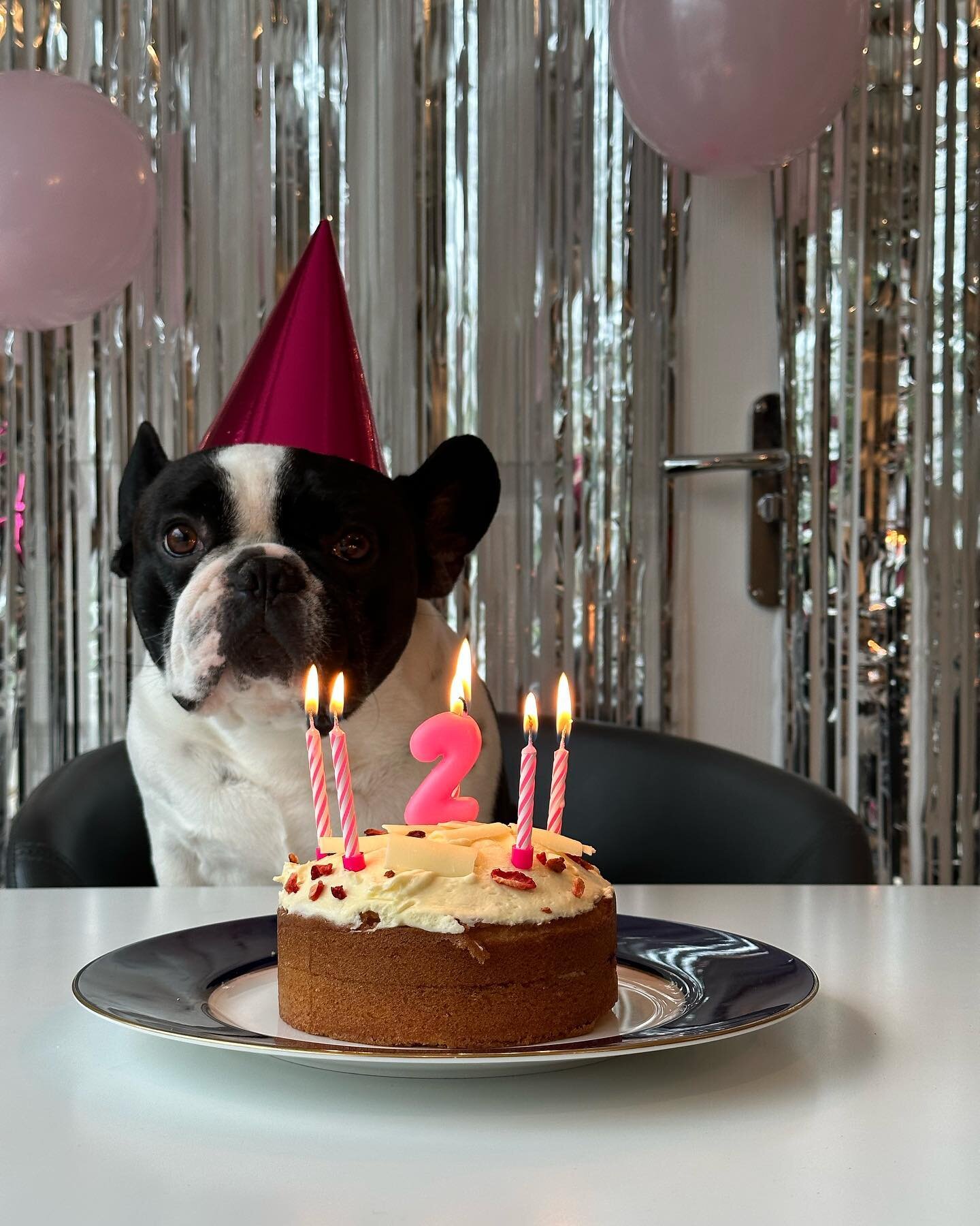 It&rsquo;s party time 🥳🥳🥳 (I am not 2, but the wise old age of 4 btw) #partydog