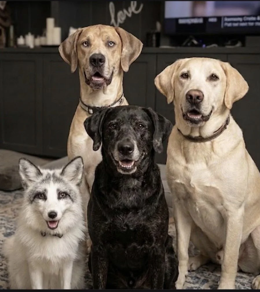 OUR ANIMAL PACK MICHAEL JAMIE FOX CANADIAN MARBLE FOX STAN STILLER PATTERSON GREAT DANE FULL CRAIG FRIDAY PATTERSON GEMMA TELLER PATTERSON LAB GREAT DANE MIXES