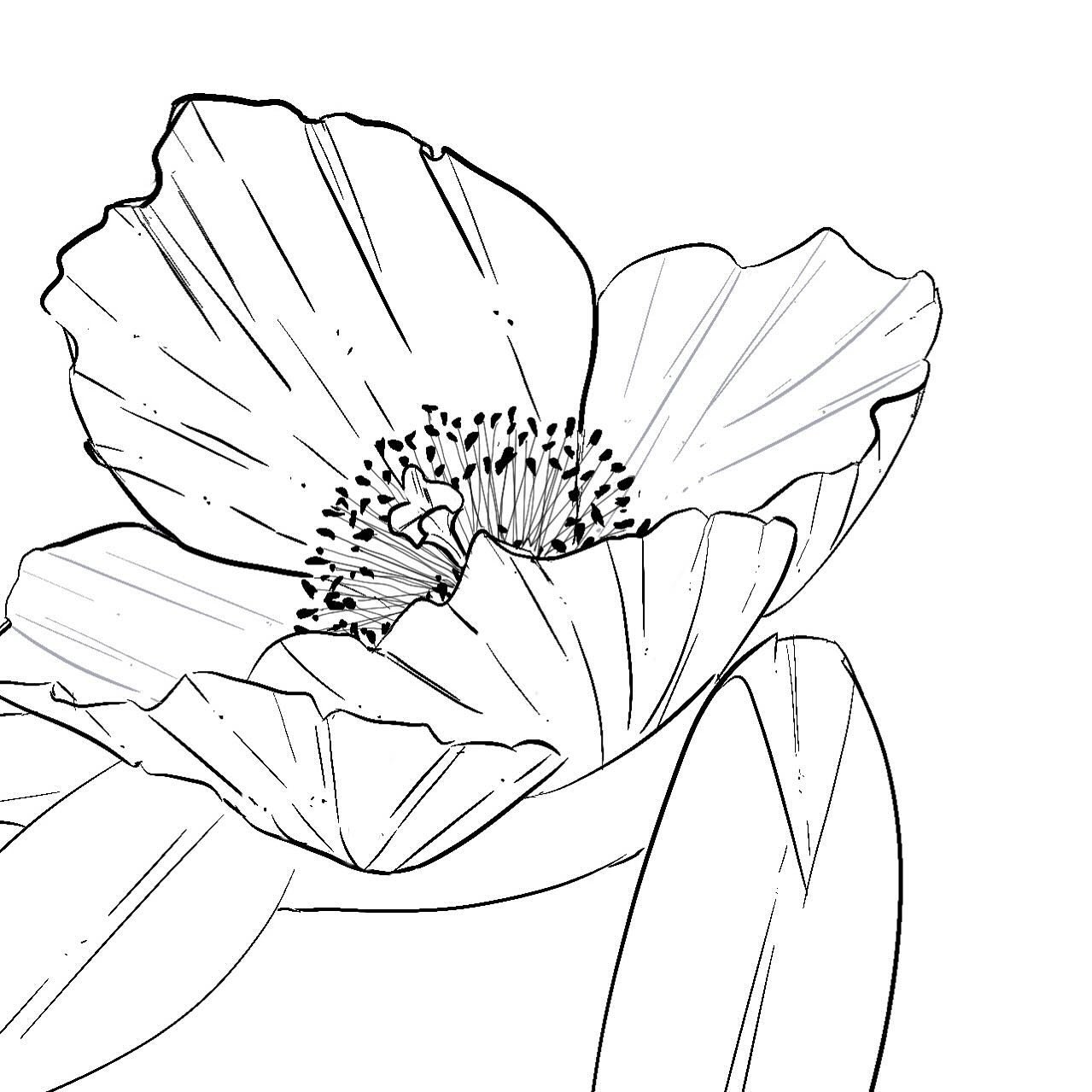 Some midweek #lineart practice on #procreate (#procreateflowers ). Working in a few of these to shift into #watercolorart this weekend as a group :). 

#arthealsthesoul #alwayslearning