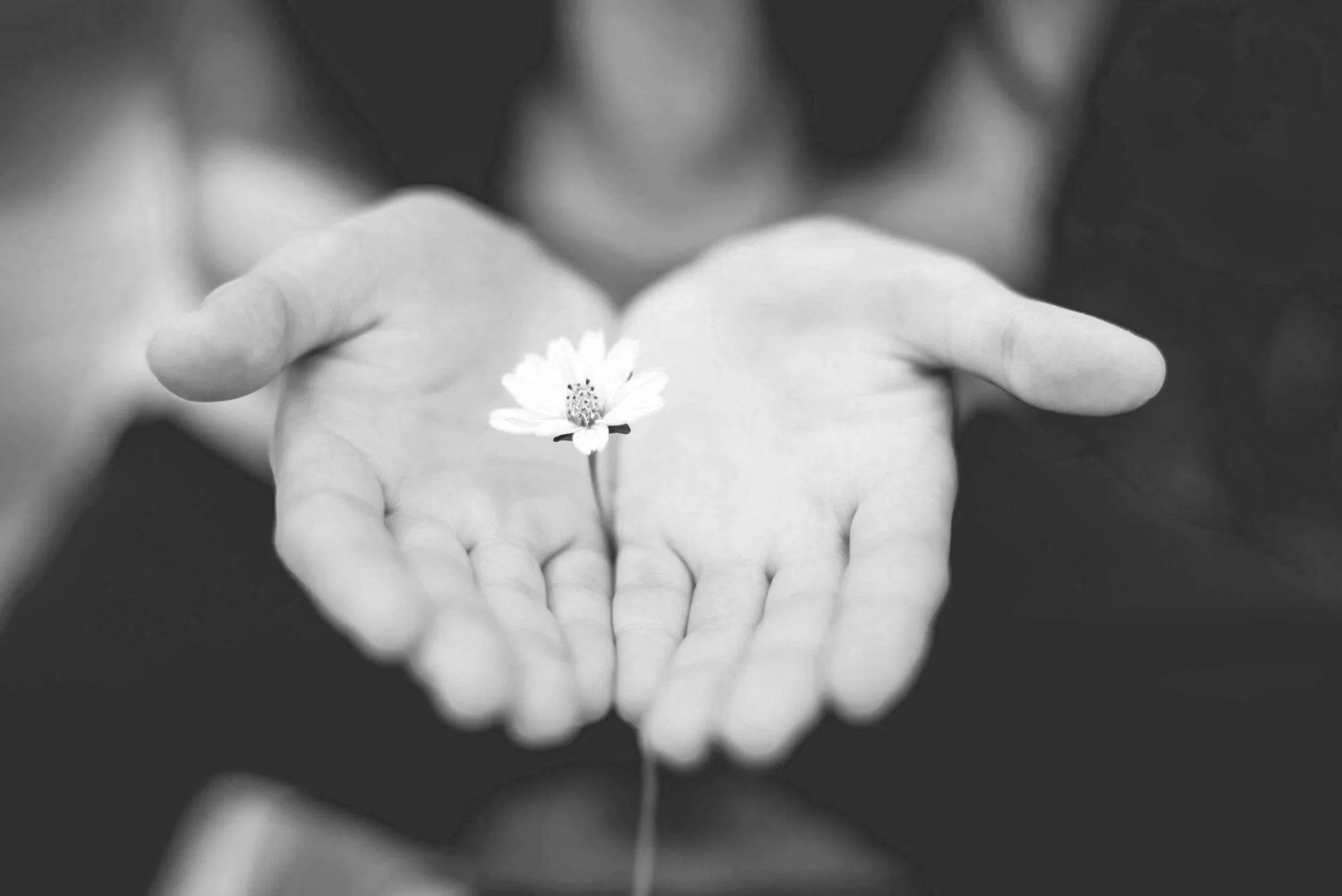 Black and white photo of a person holding a small daisy flower in their palms, with the flower centered and the person's face blurred in the background.