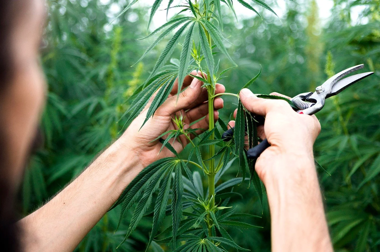 MariProtect Cannabis Insurance