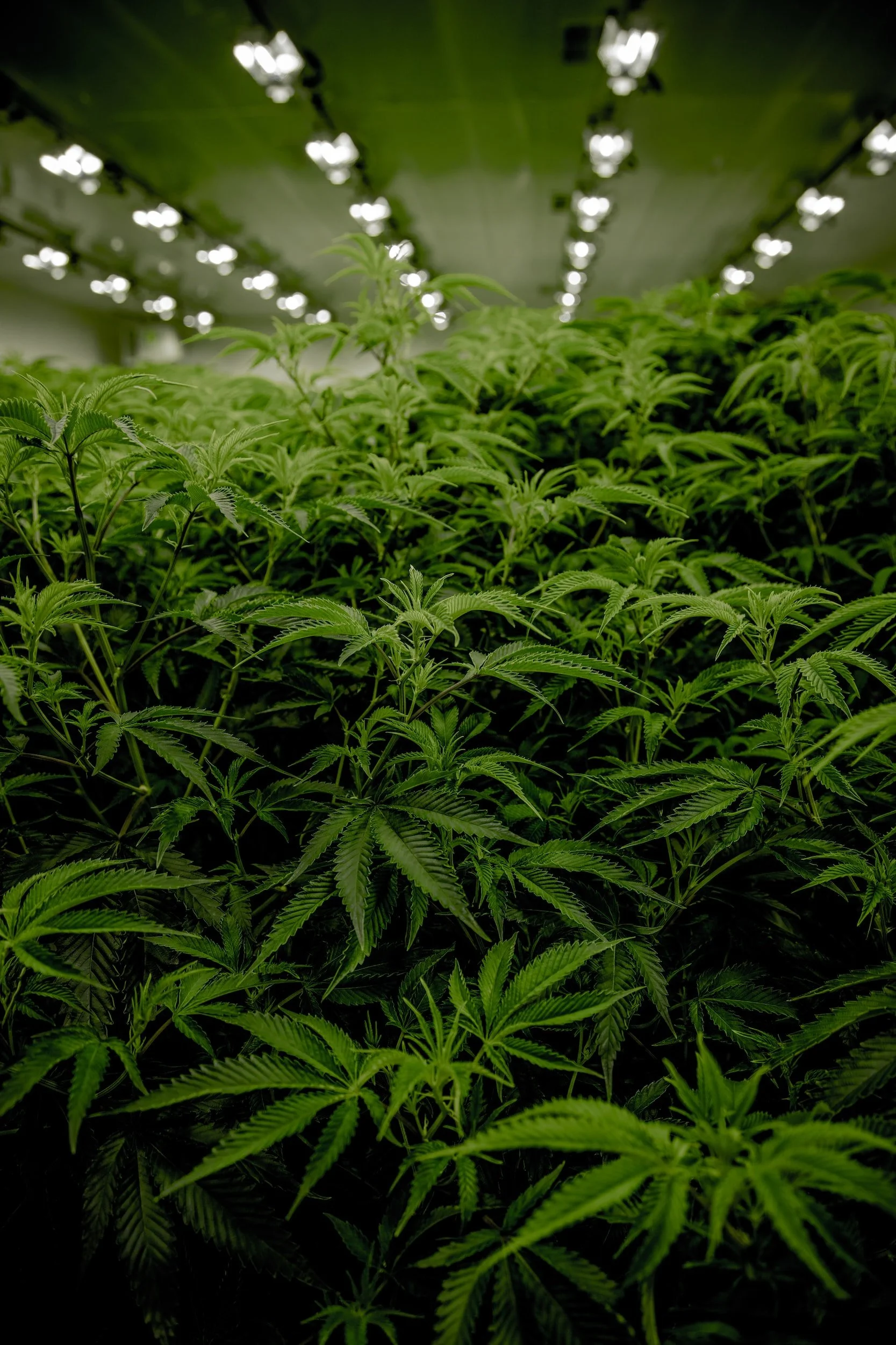 MariProtect Cannabis Insurance