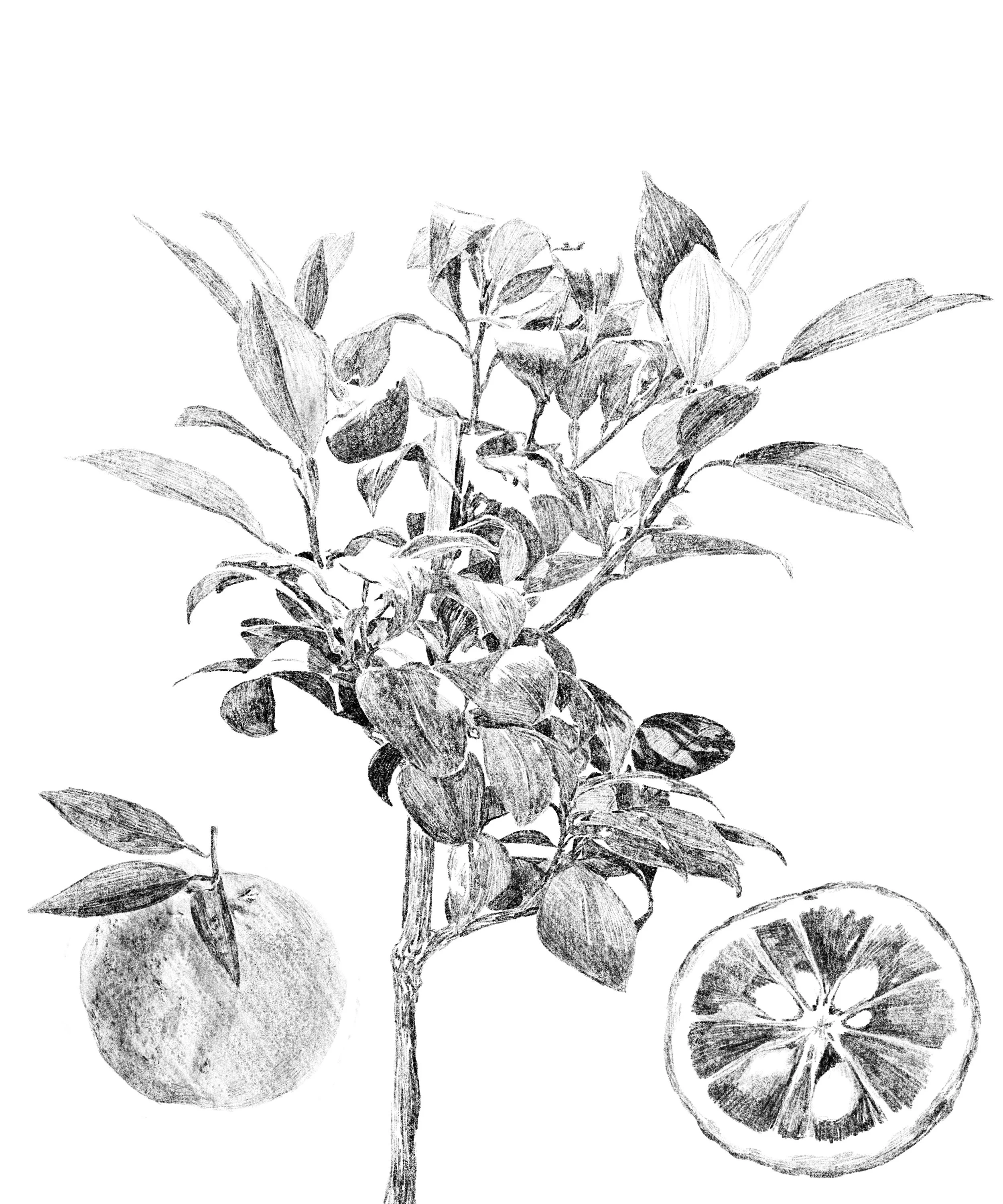 Untitled_Artwork 5.jpg