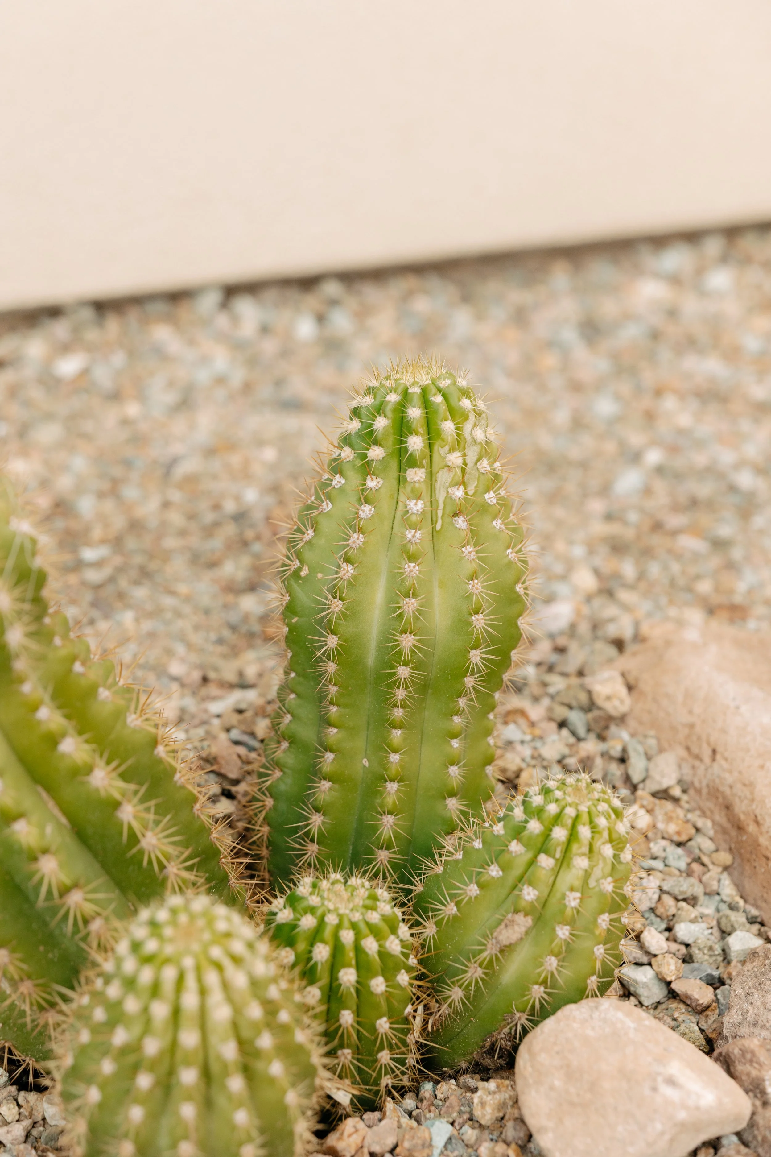 Close-up of green cacti with spines in a desert landscape with rocks.
