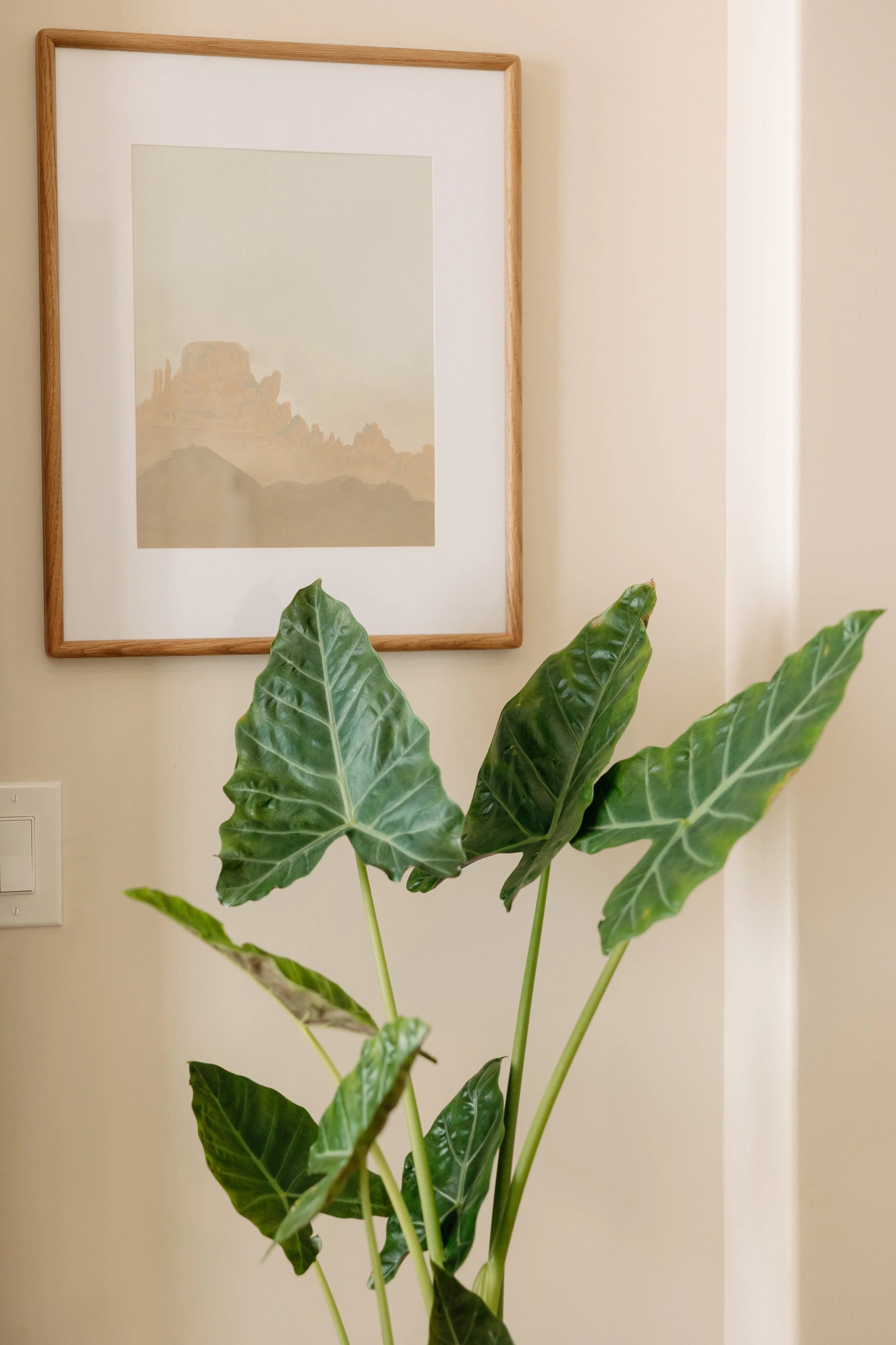 A tall green plant with large glossy leaves in front of a beige wall. A framed picture or painting of a landscape with mountains hangs above the plant.