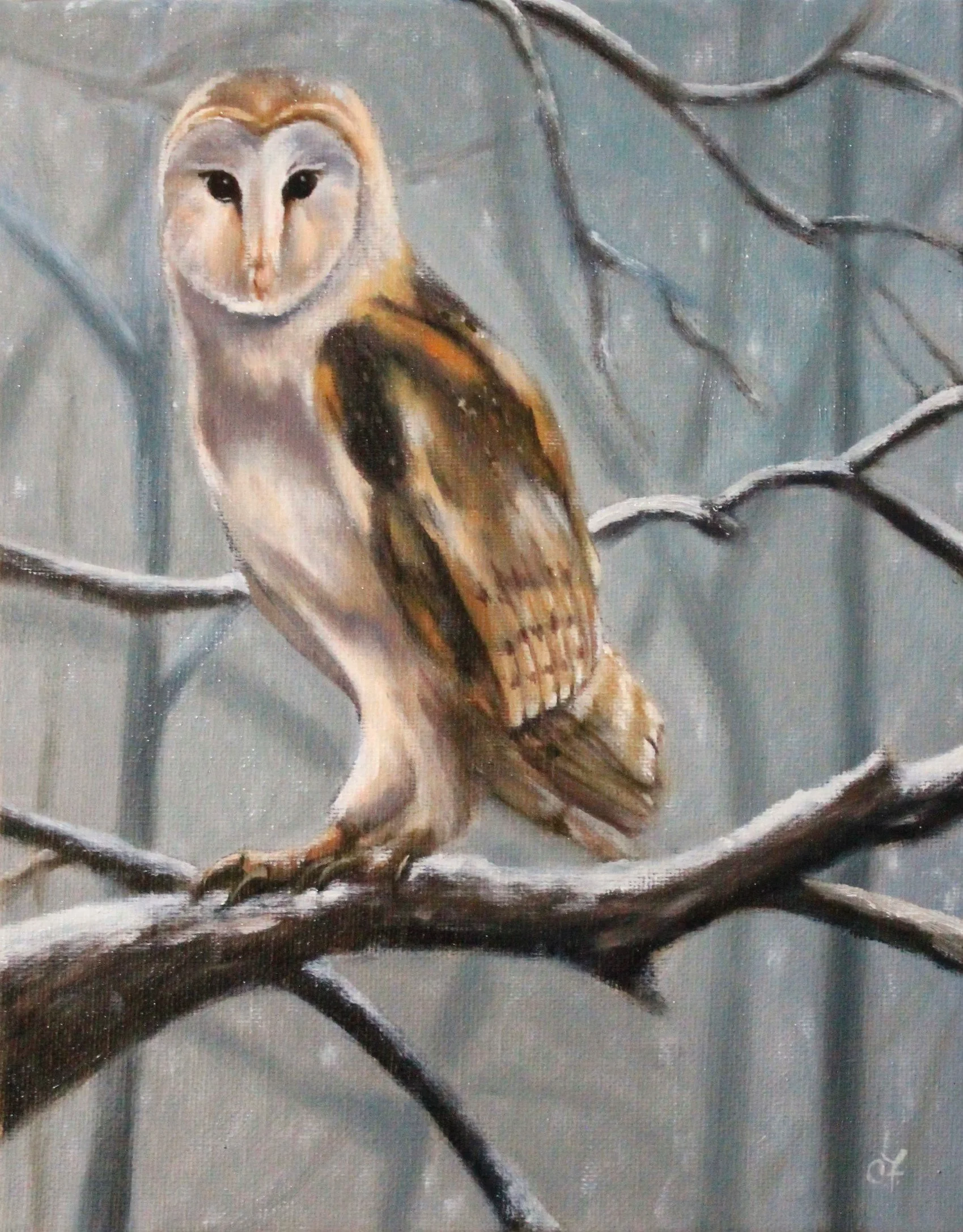"Barn Owl in Winter"