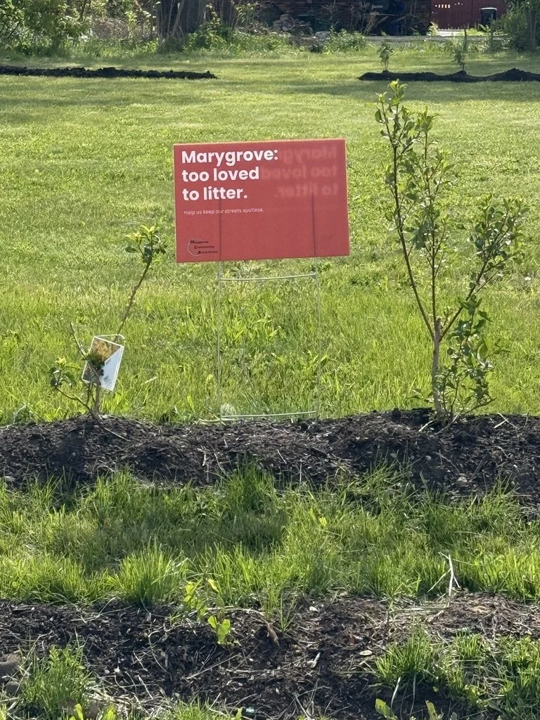 Marygrove Too loved To Be Loved to litter..jpeg