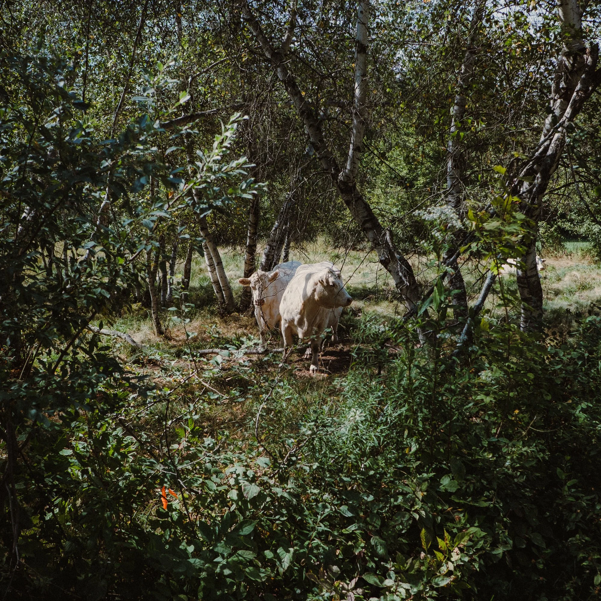 DSCF0441.jpg