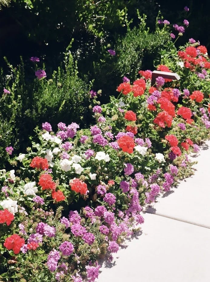 flowers summer 35mm.jpg