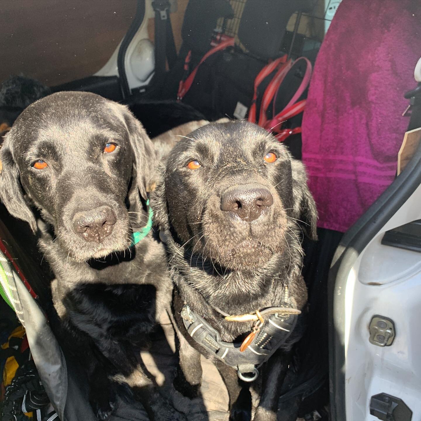 His &amp; hers 🐕&zwj;🦺🐾
.
.
.
.
#dogwalkerdulwich #dulwichdogs #peckhamdogs #labrador
