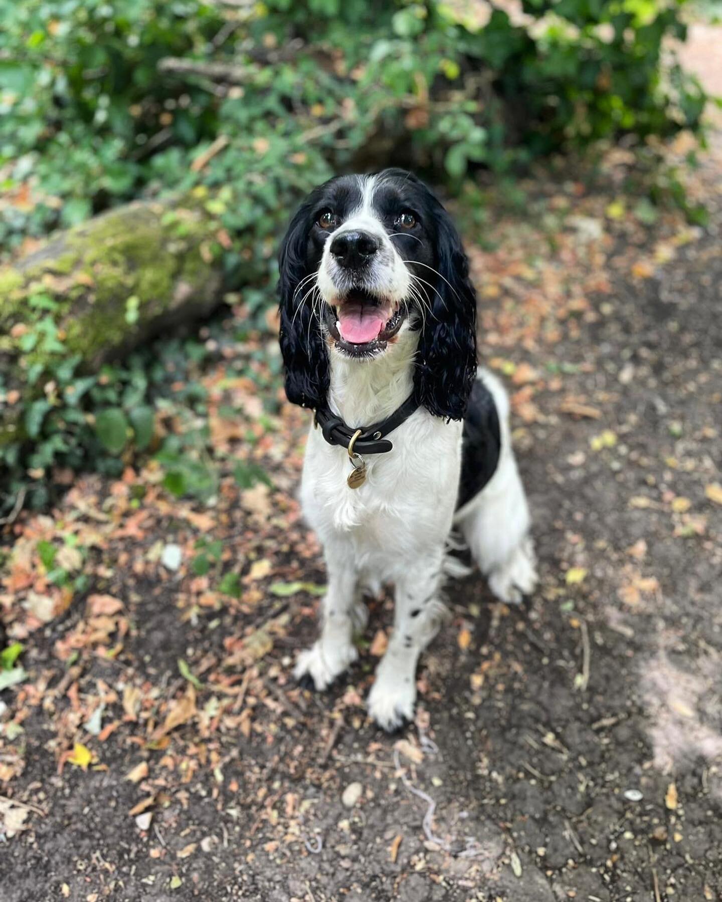 ⭐️DOG OF THE DAY⭐️ 
Goes to&hellip; 🥁
Jinx! It&rsquo;s Spring-er season and we can&rsquo;t resist Jinx! She&rsquo;s a brilliant ball of energy and a cutie pie 🥰