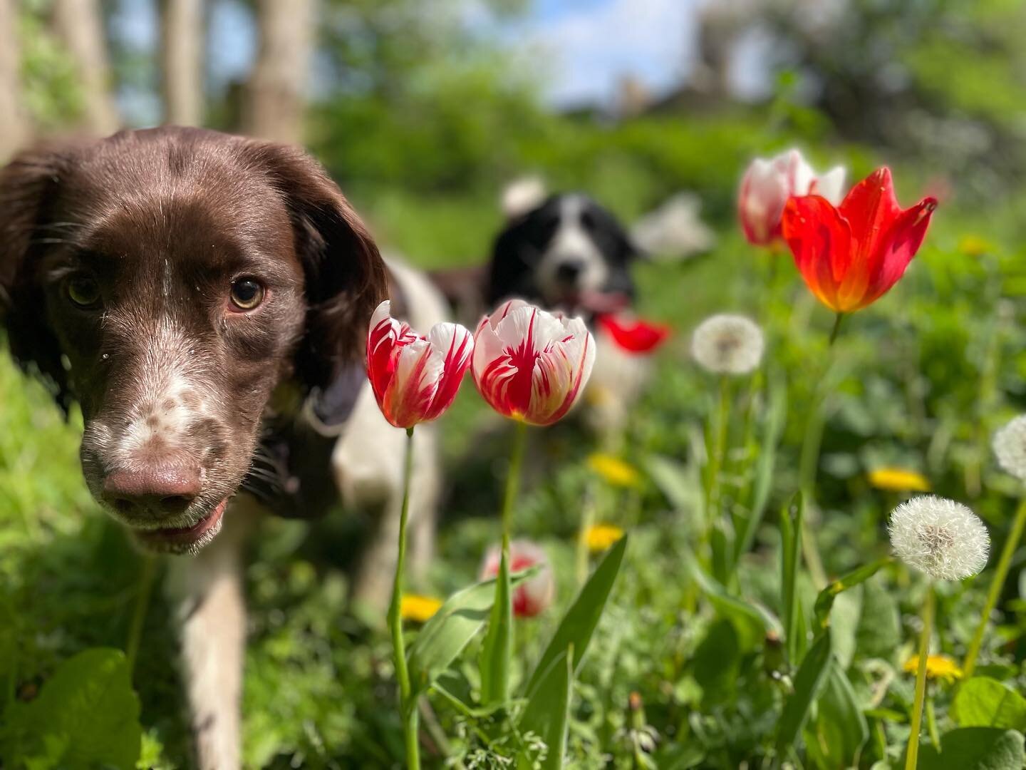 Spring-er 🌸Spaniel fun with Bambi🌷.
.
.
#springtime #springerspaniel #muttsbelove.London #dogwalking #dogwalkerslondon