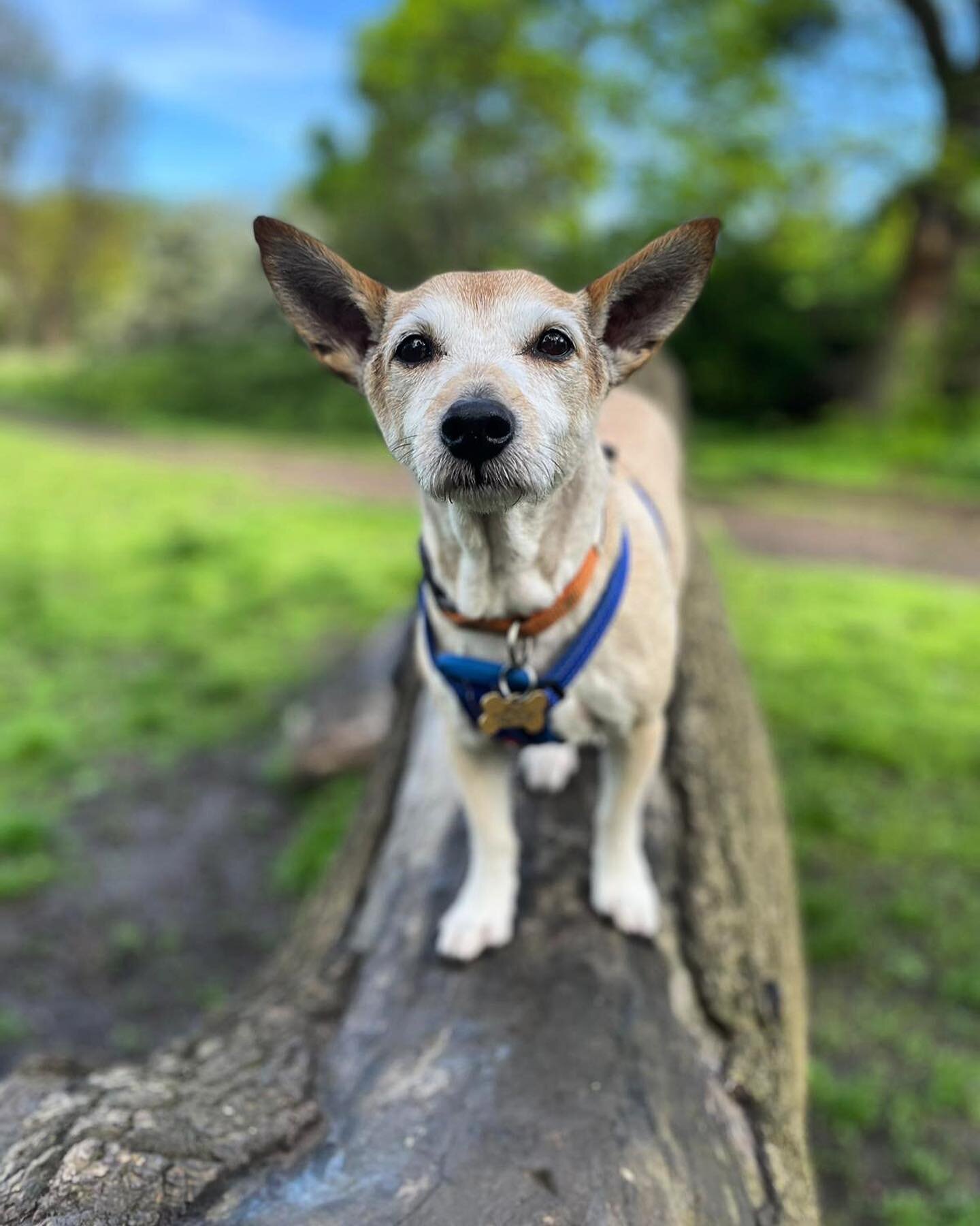 This boy has been an angel to have this week whilst his owners are away. Such a character 🥰🐾 we love you Jackson.