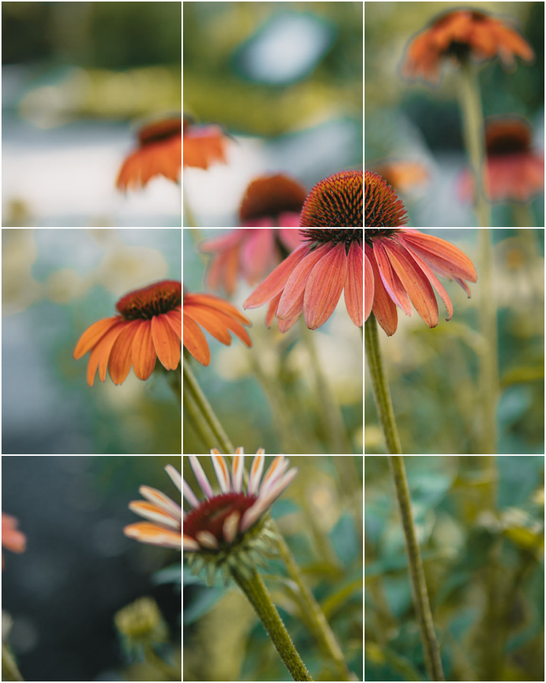 How to Take Pictures of Flowers a beginners guide to outdoor flower