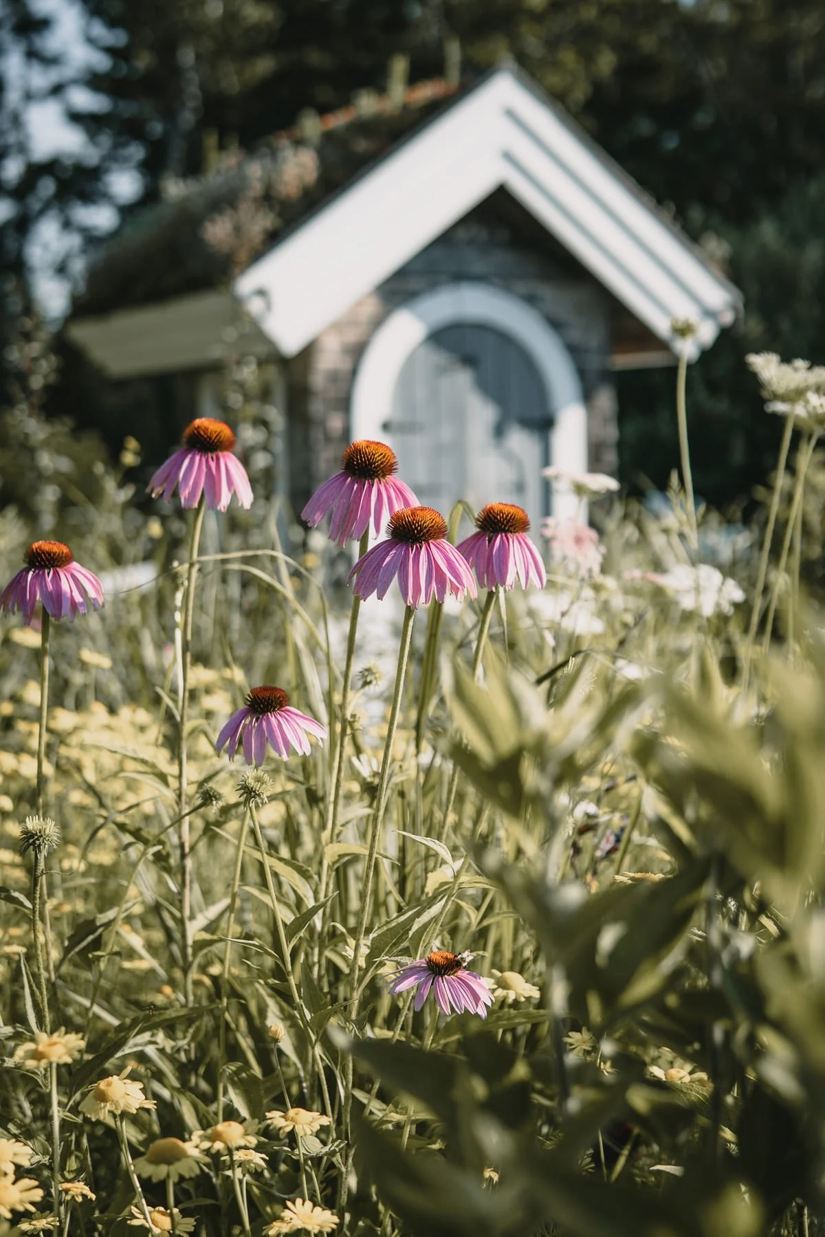 How to Take Pictures of Flowers a beginners guide to outdoor flower