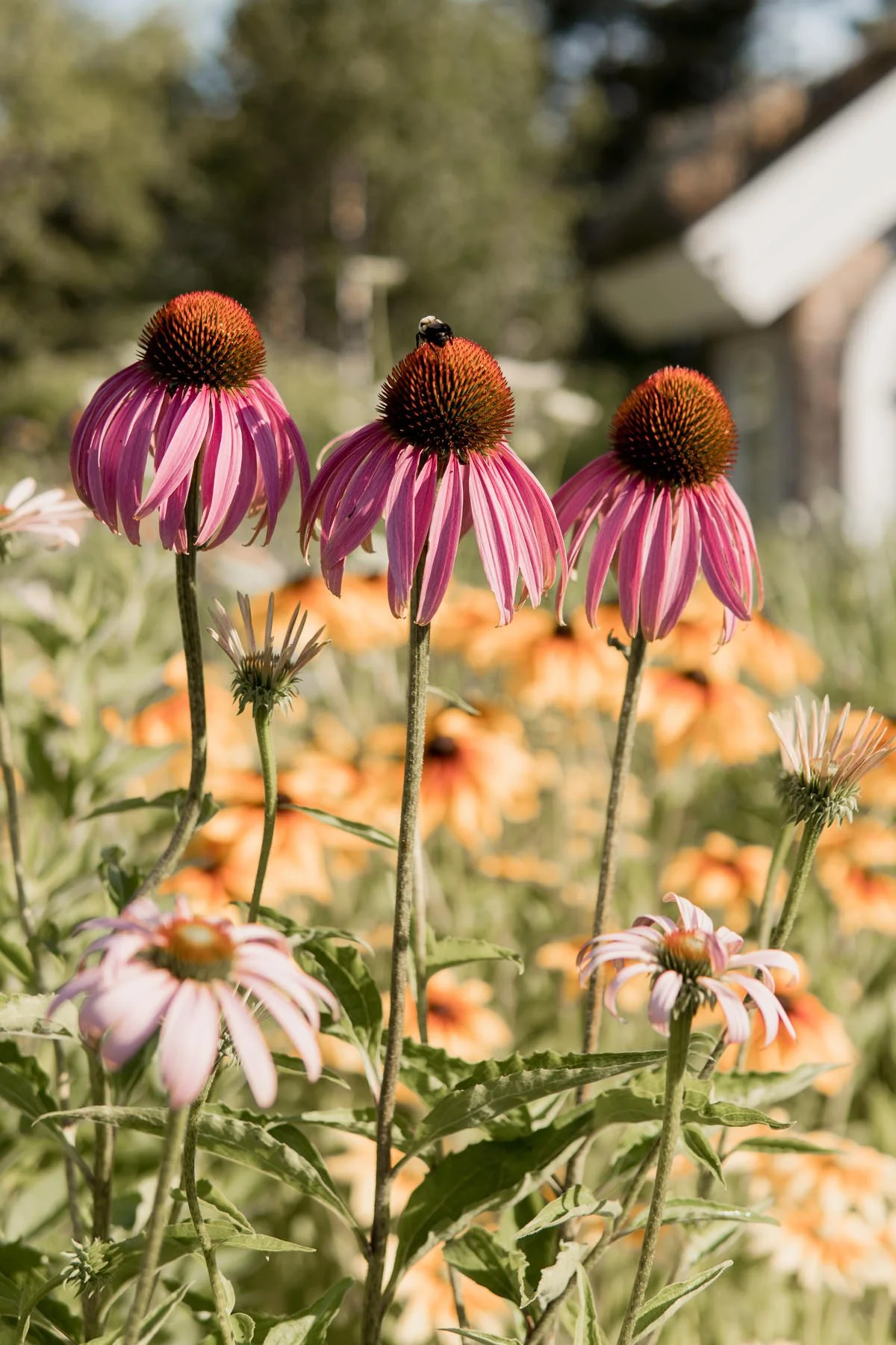 How to Take Pictures of Flowers a beginners guide to outdoor flower