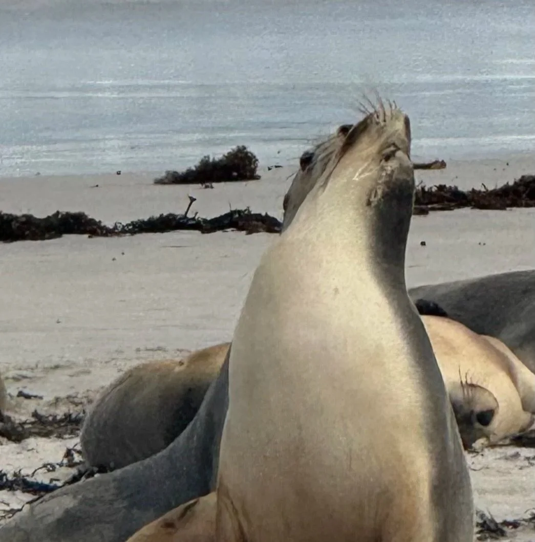 A group of sea lions resting on a sandy beach with some seaweed and driftwood, with the ocean in the background.