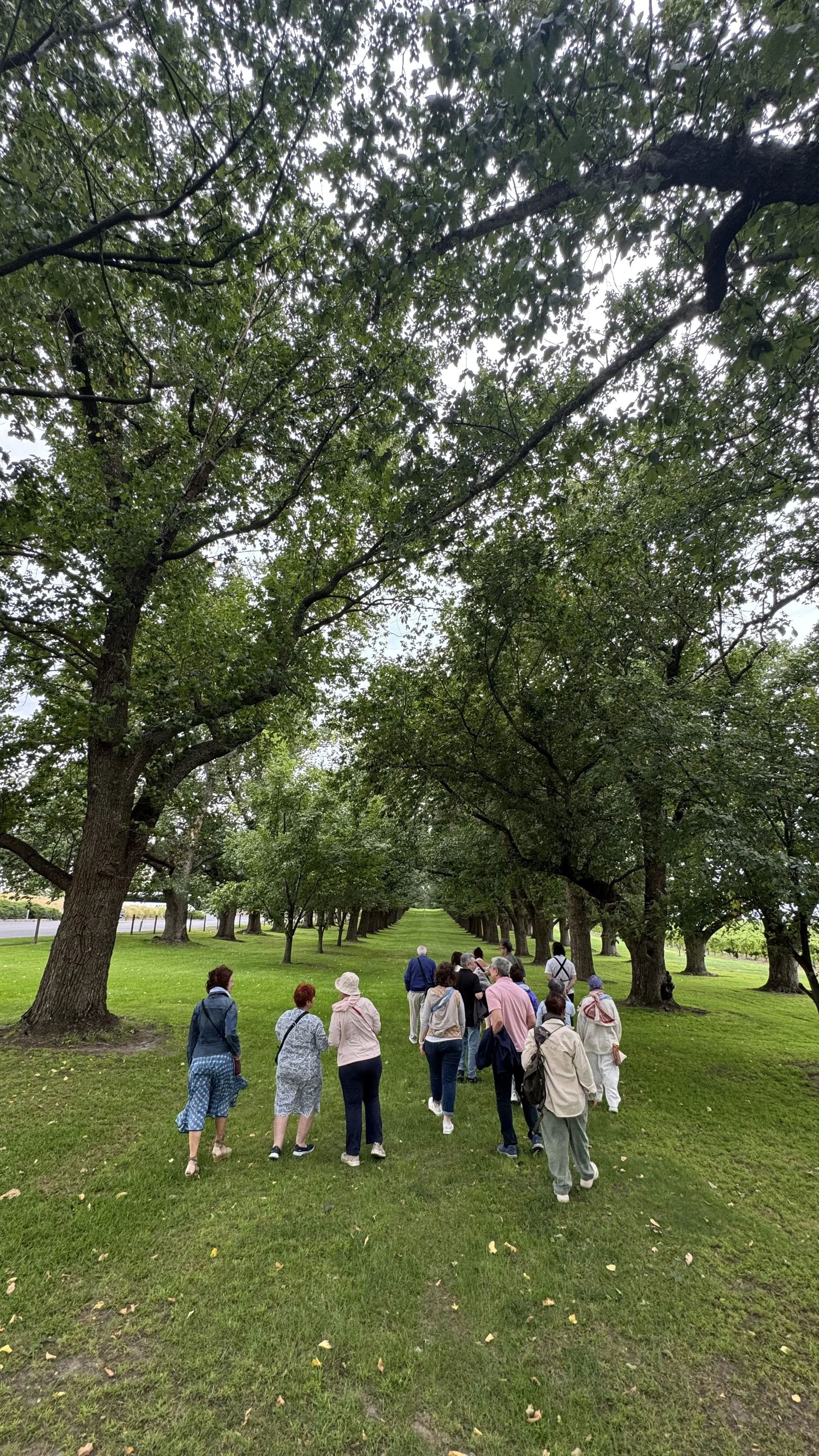 A group of people walking under a large tree-lined avenue in a park.