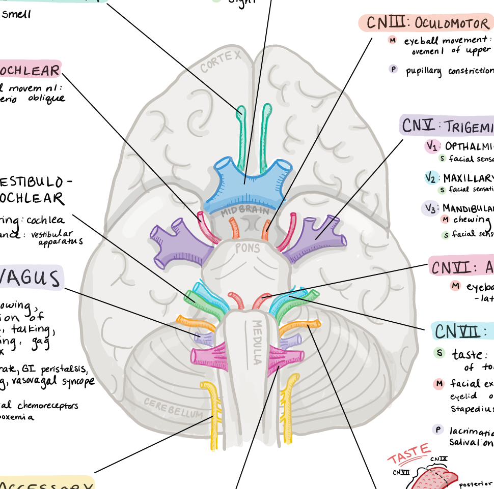 Cranial Nerves