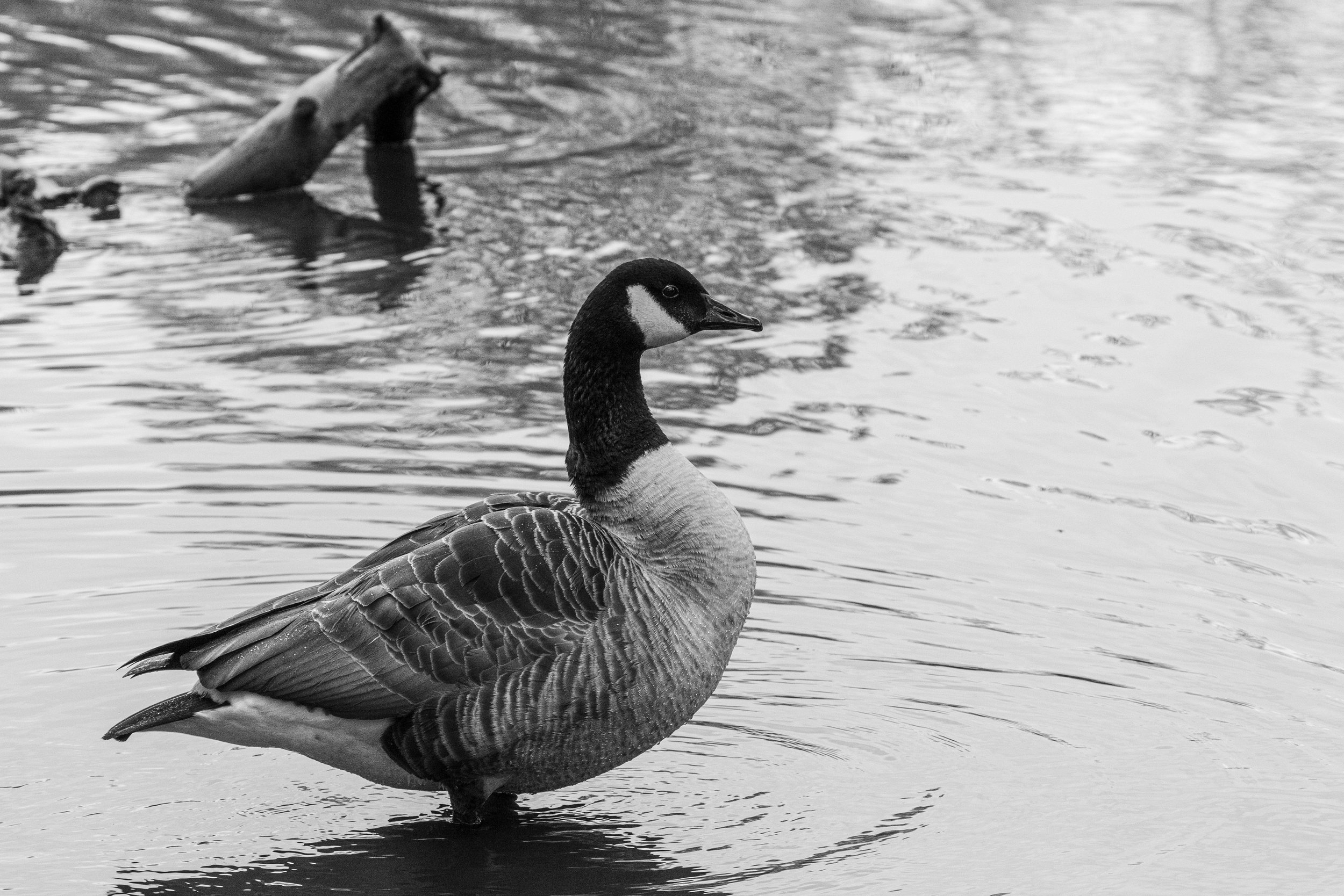 Canada goose in London