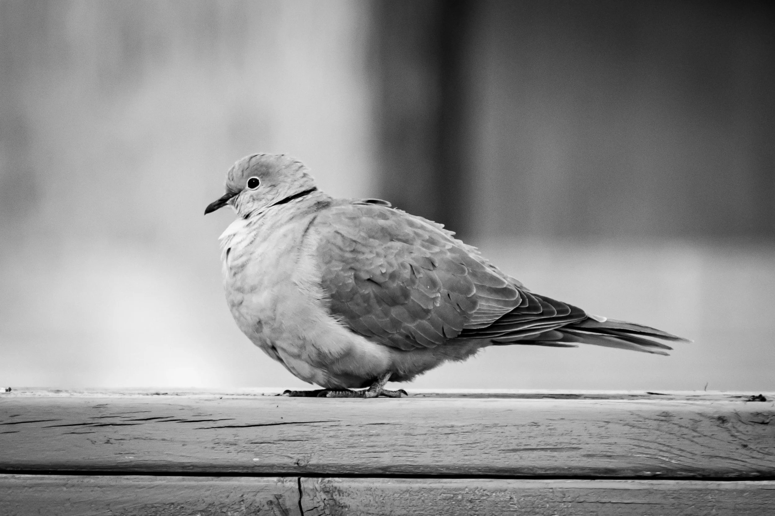 The angriest ringneck dove