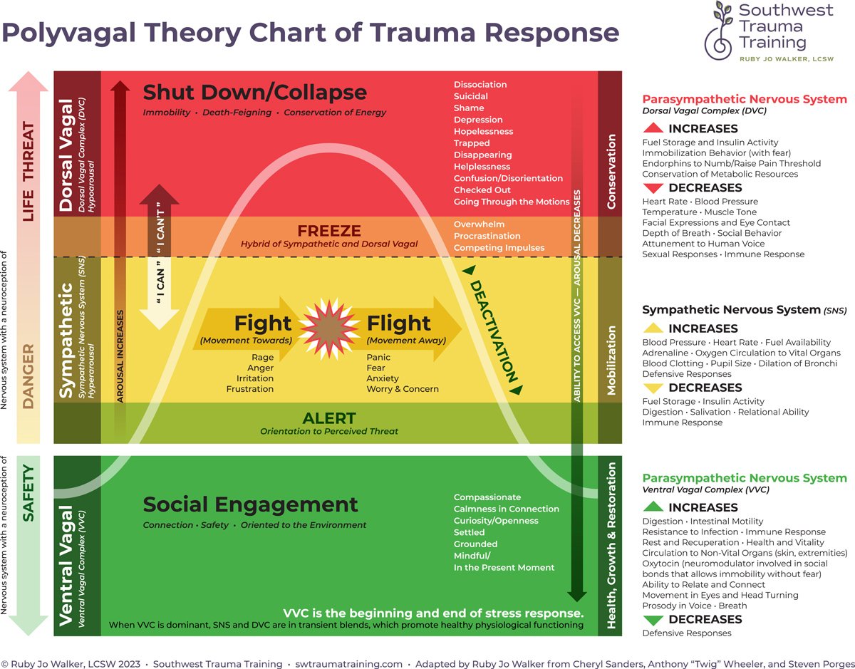 Polyvagal Theorie Chart zu Traumareaktionen als Basis meiner Trauma- und Psychotherapie. Quelle: https://www.swtraumatraining.com/