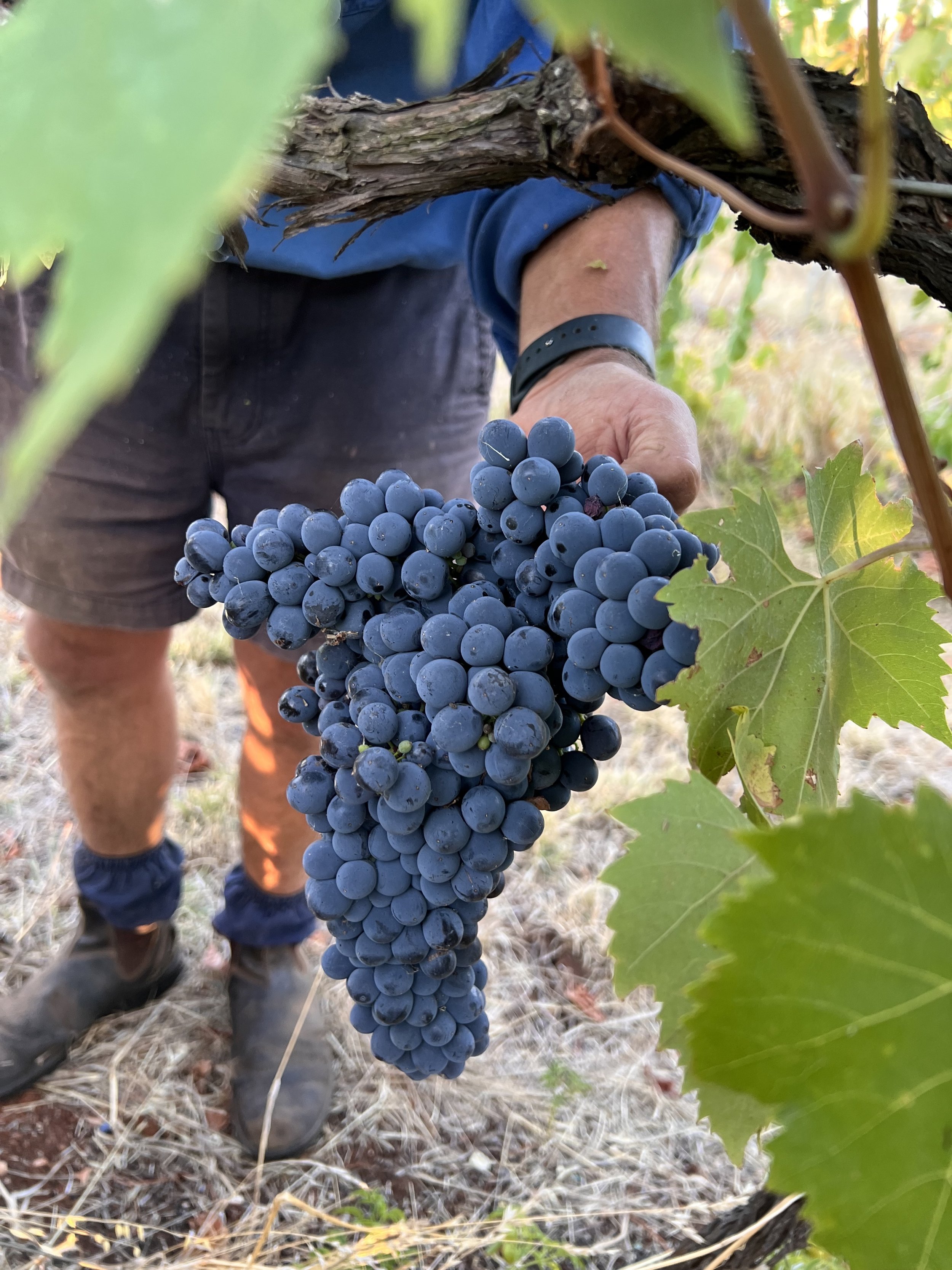 Shiraz value pack 15 bottles $540 (RRP $600) - includes 2 complimentary DH Shiraz