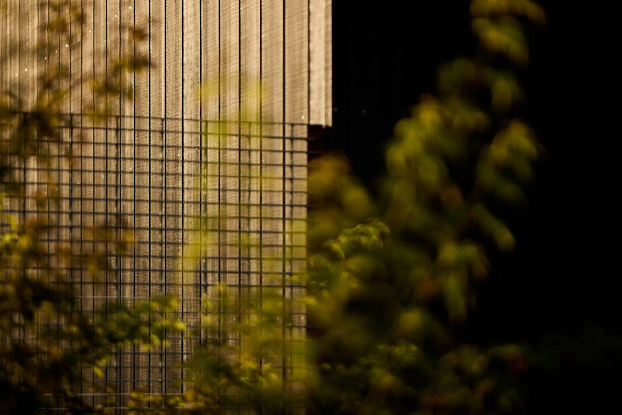 Close-up of a wire fence with sunlight reflecting on a wooden panel behind it, partially obscured by out-of-focus foliage in the foreground.
