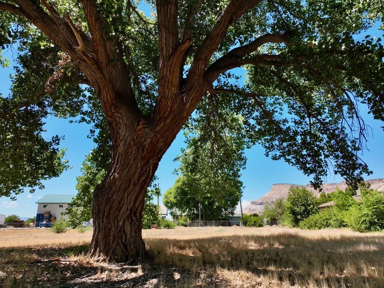 Palisade Cottonwood - 6 of 11.jpeg