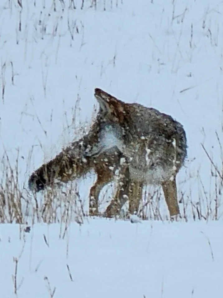 Estancia at Black Canyon - 39 of 49.jpeg