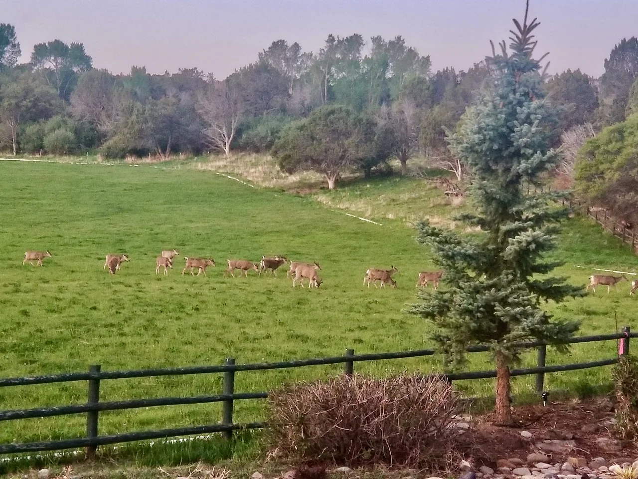 Estancia at Black Canyon - 26 of 35.jpeg