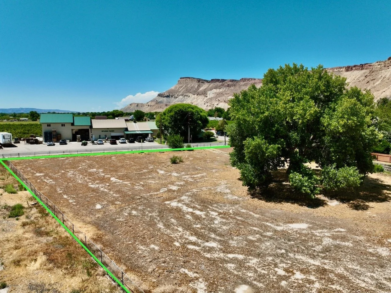 Palisade Cottonwood - 1 of 11.jpeg