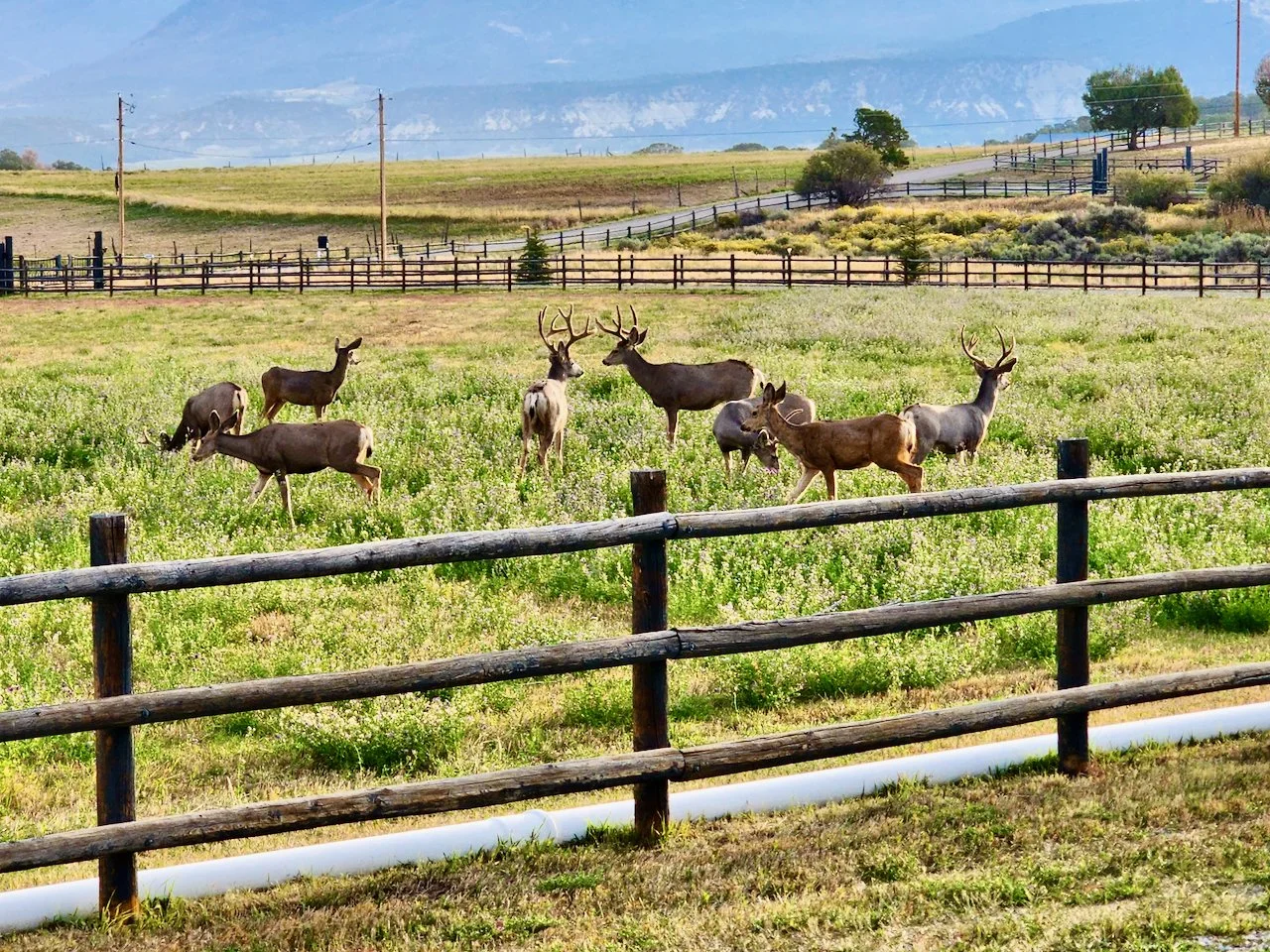 Estancia at Black Canyon - 38 of 49.jpeg