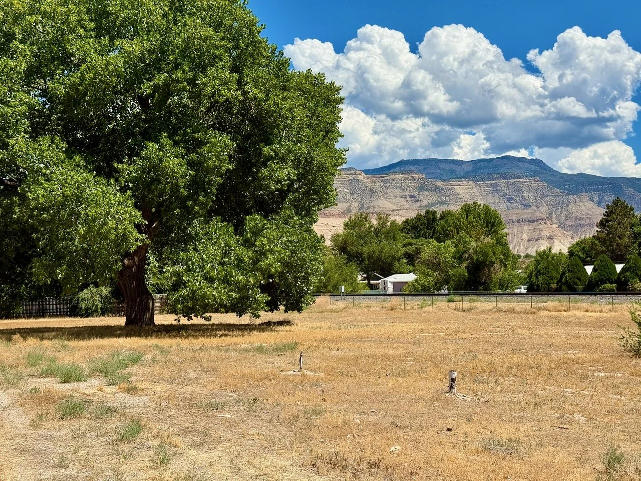 Palisade Cottonwood - 5 of 11.jpeg