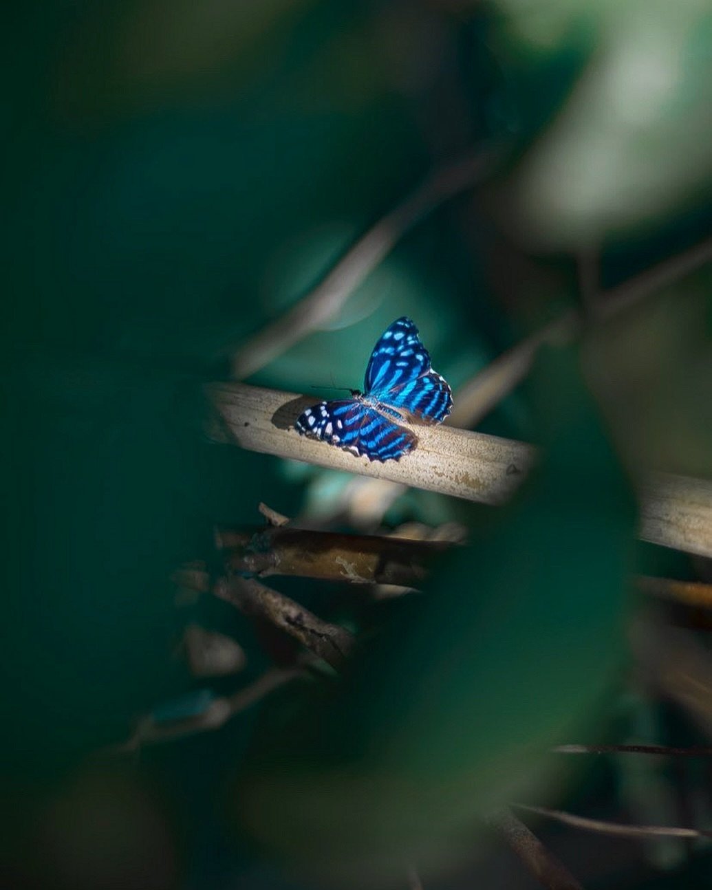 Earth Day 🌎 

Camera: @nikonusa 
Lens: @sigmaphoto 
Location: @butterflywonderlandaz 

#photography #photographer #butterfly #nikon #sigmaphoto #earthday2024 #nikonusa #arizonaphotographer