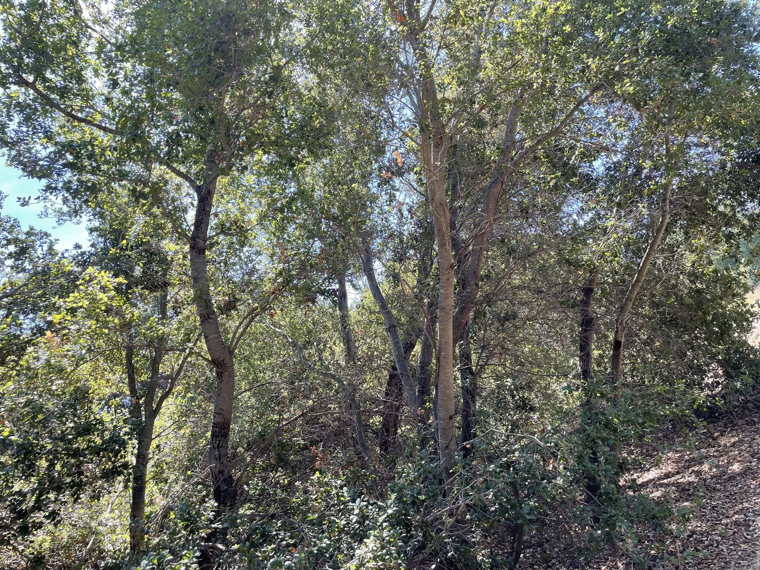Young oak woodland in the Santa Monica Mountains