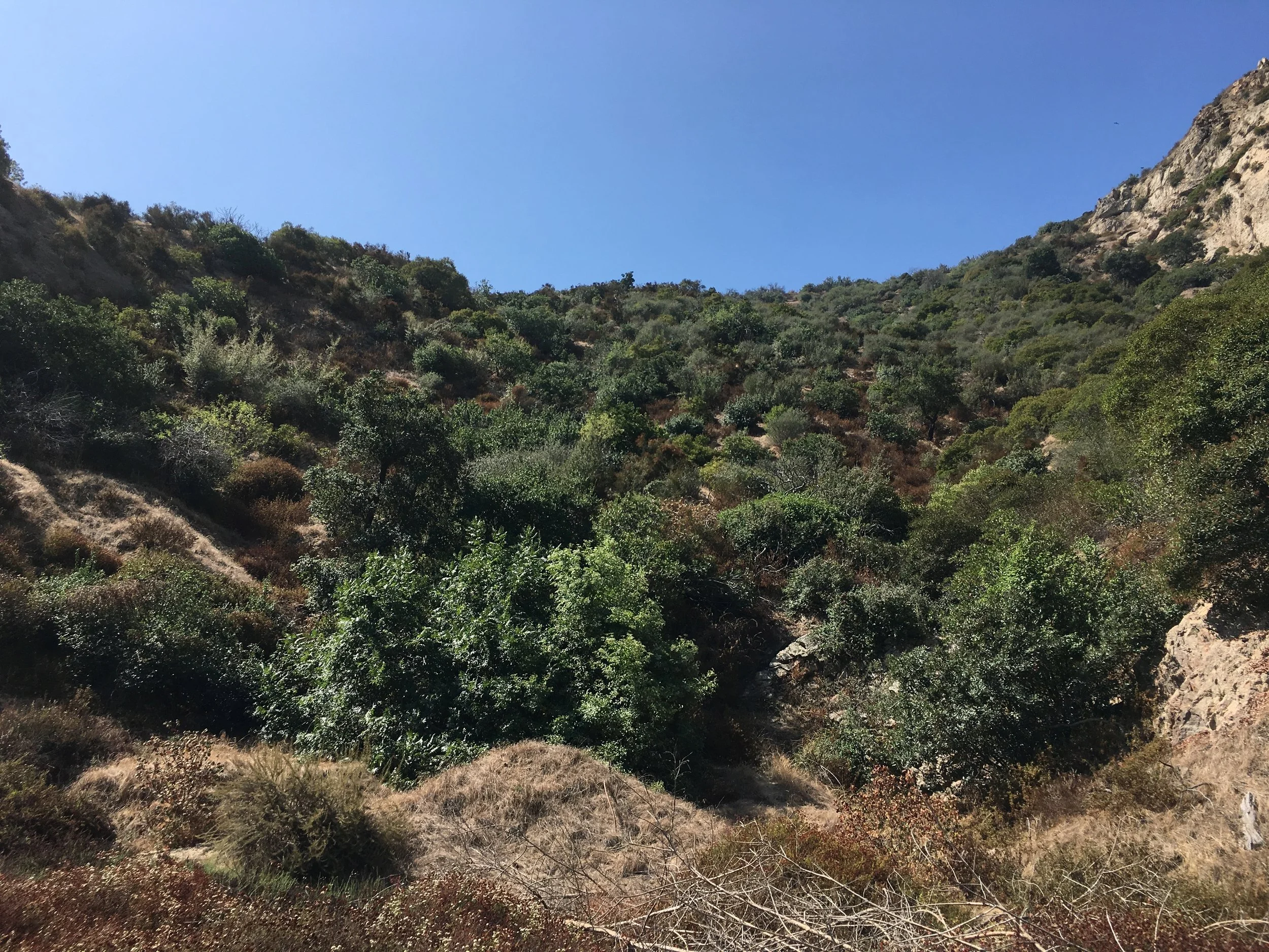 A chaparral hillside in Griffith Park