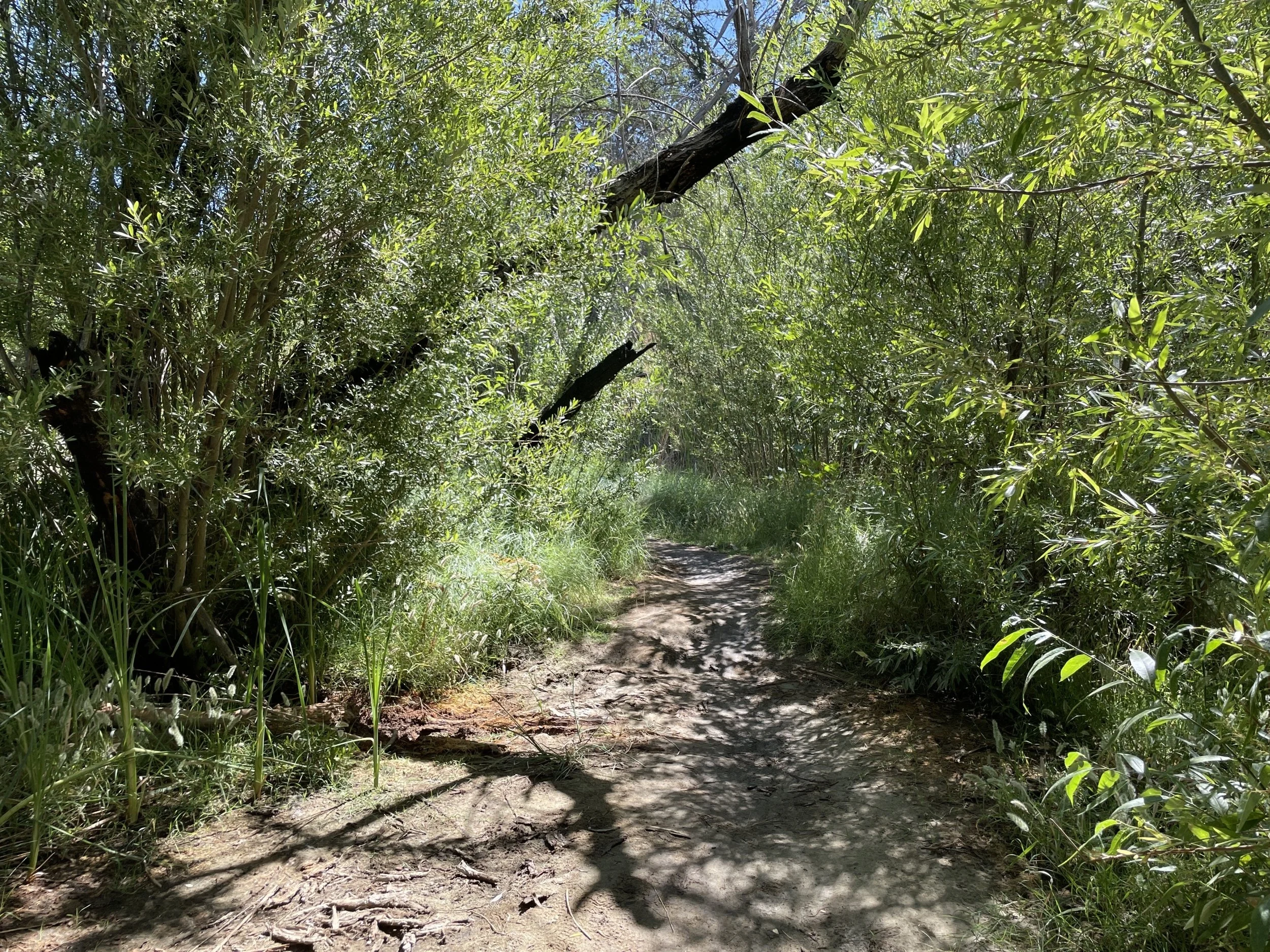 A riparian woodland in the Santa Monica Mountains