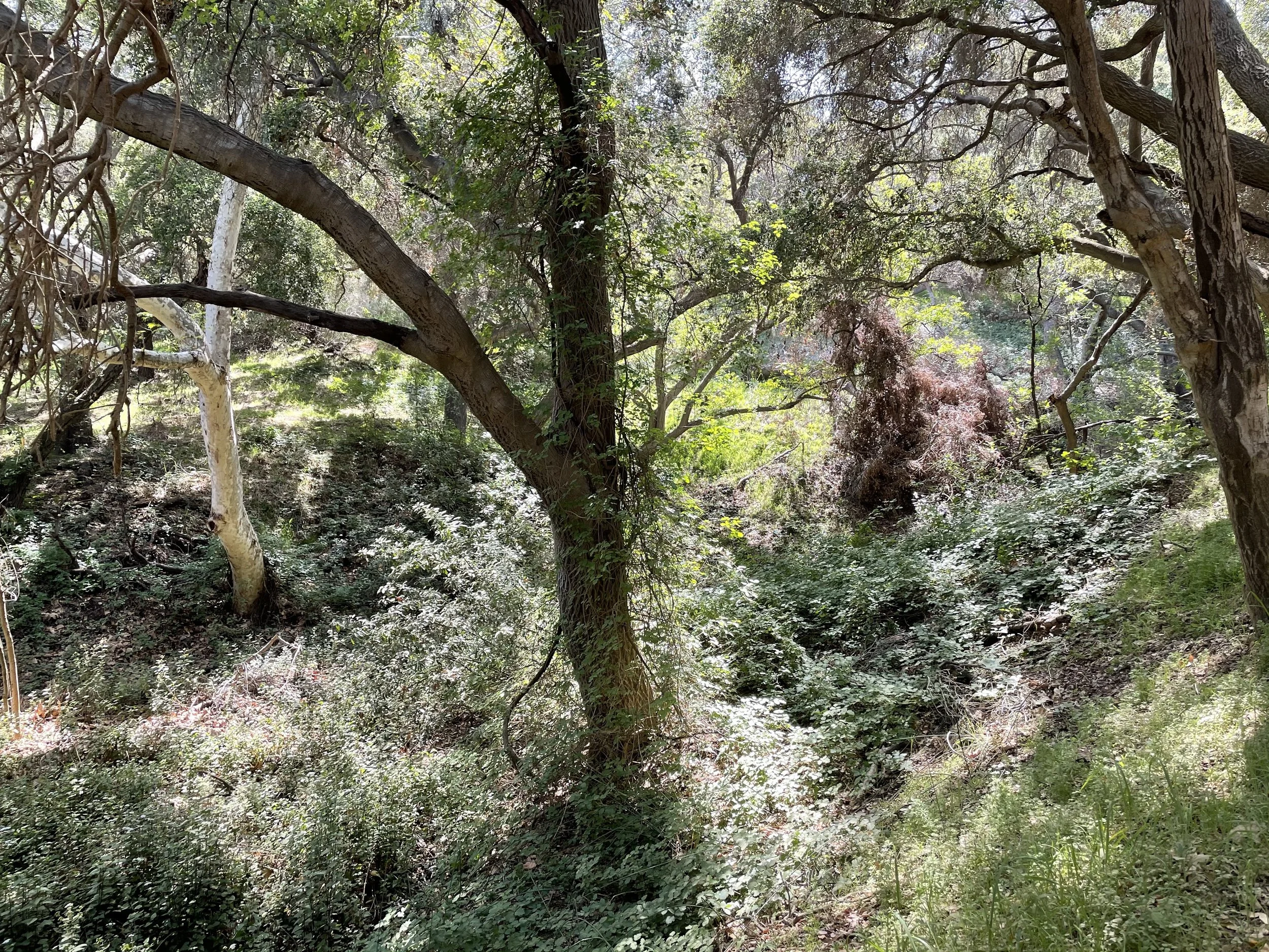 An oak and sycamore woodland in Griffith Park