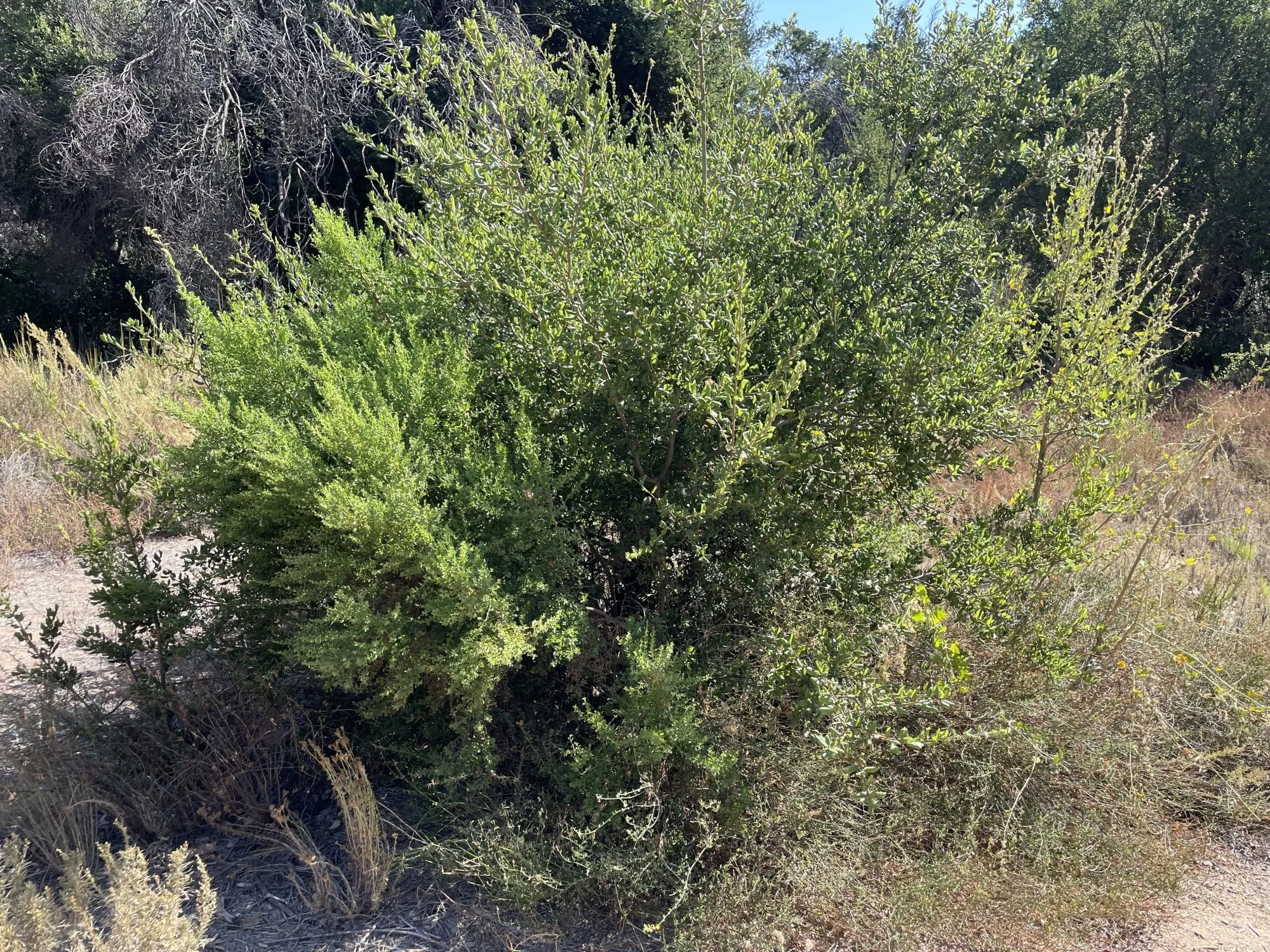A young oak tree being "nursed" by several shrubs and forbs in the early stages of it's growth