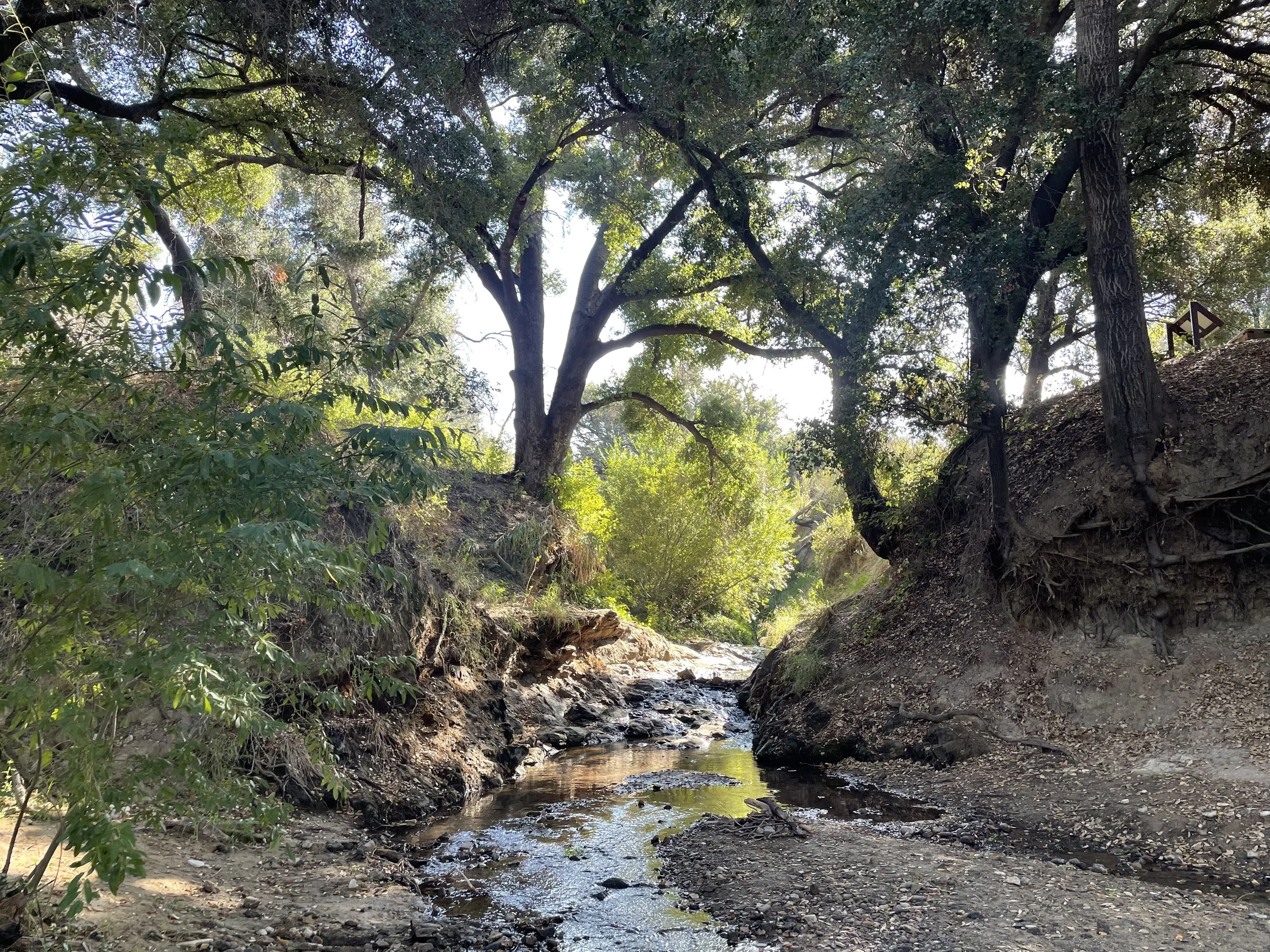 Oak woodland and creek at Malibu Creek State Park