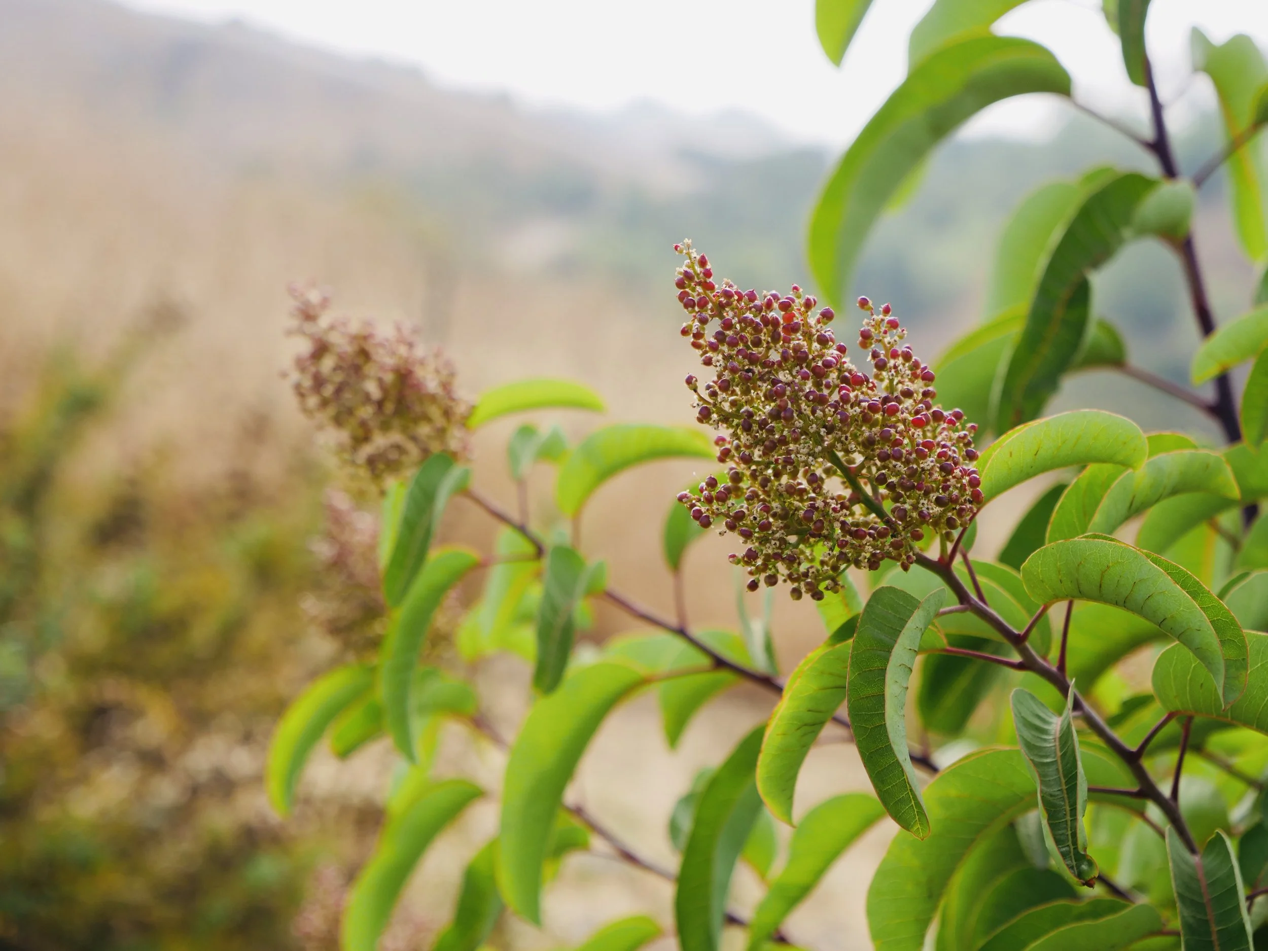 Micro-Forests 101 — LA Micro Forests
